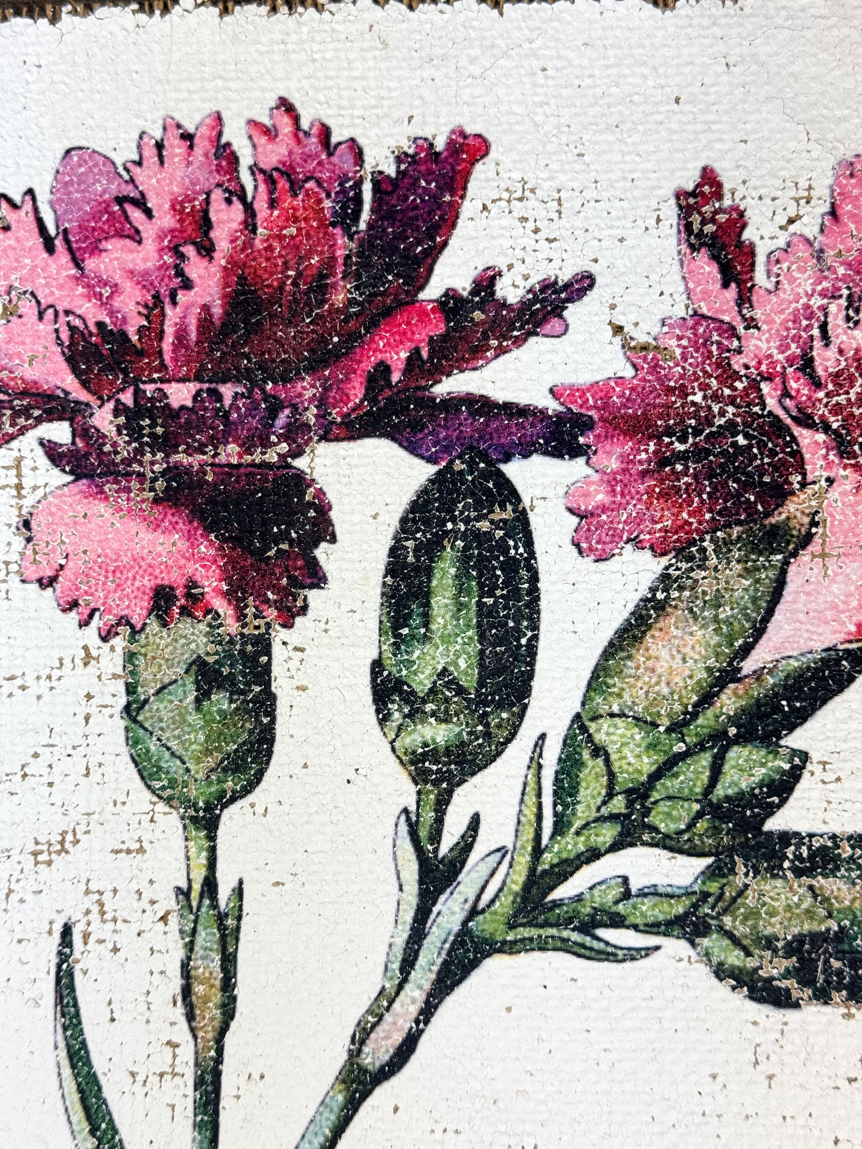 Clove pink carnation