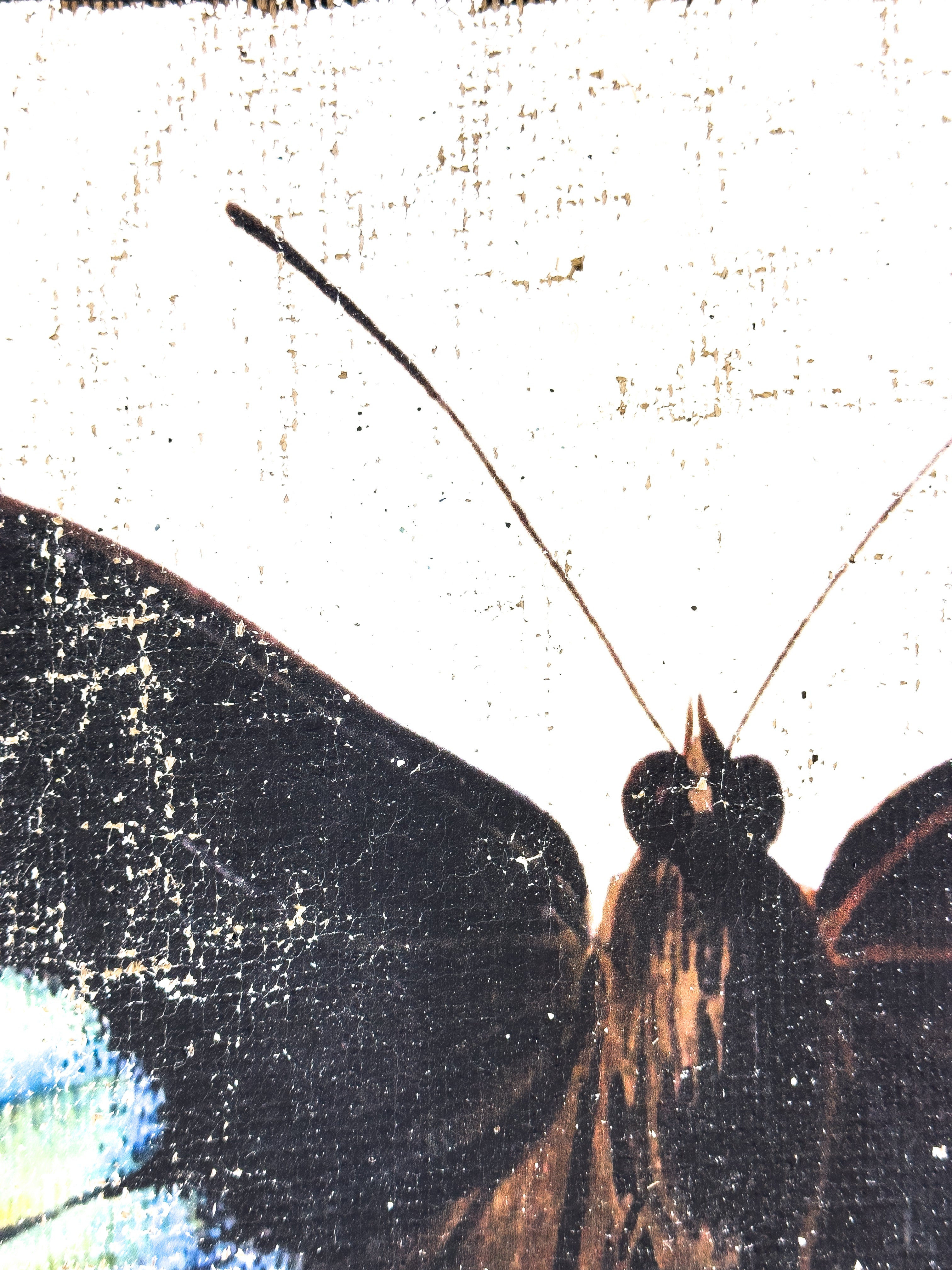 Blue Green Butterfly