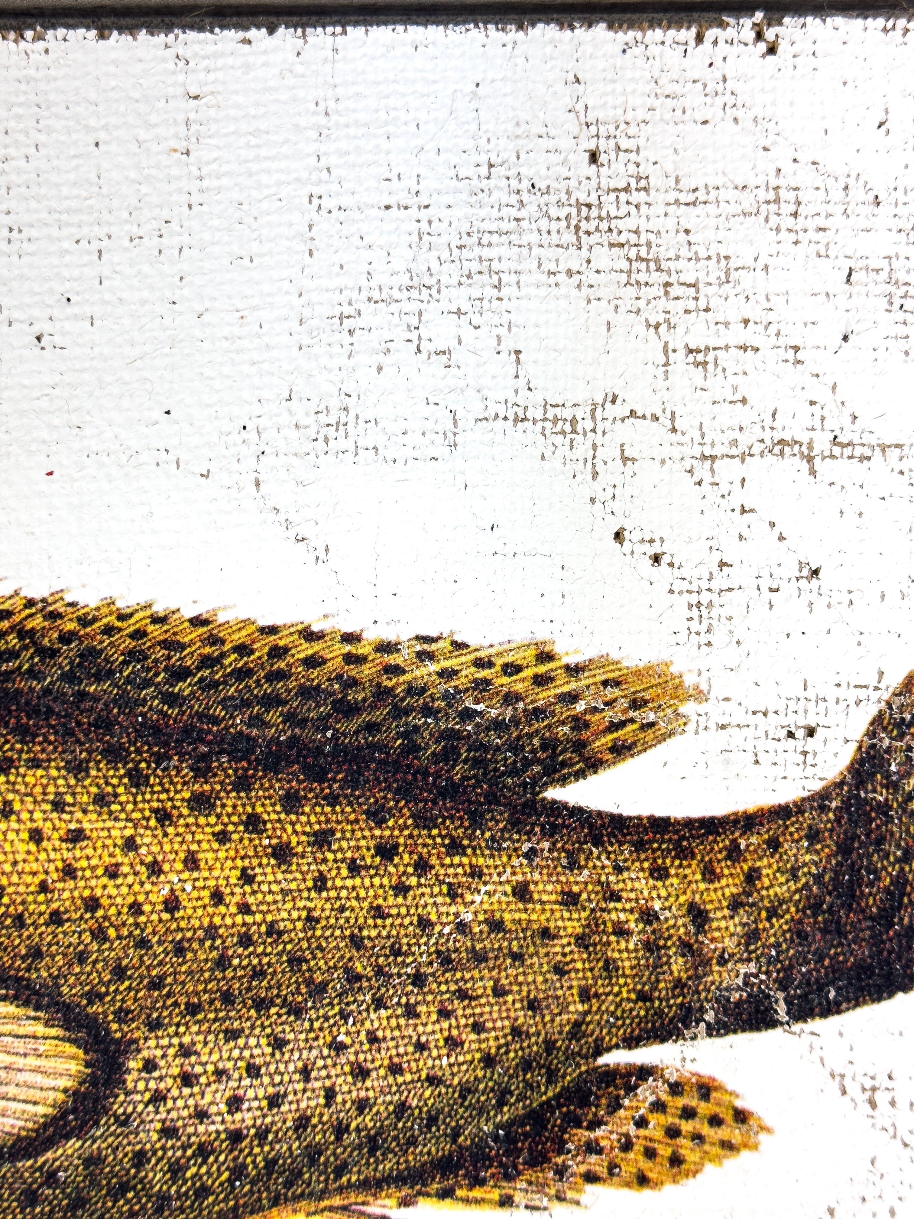 Brown Spotted Grouper