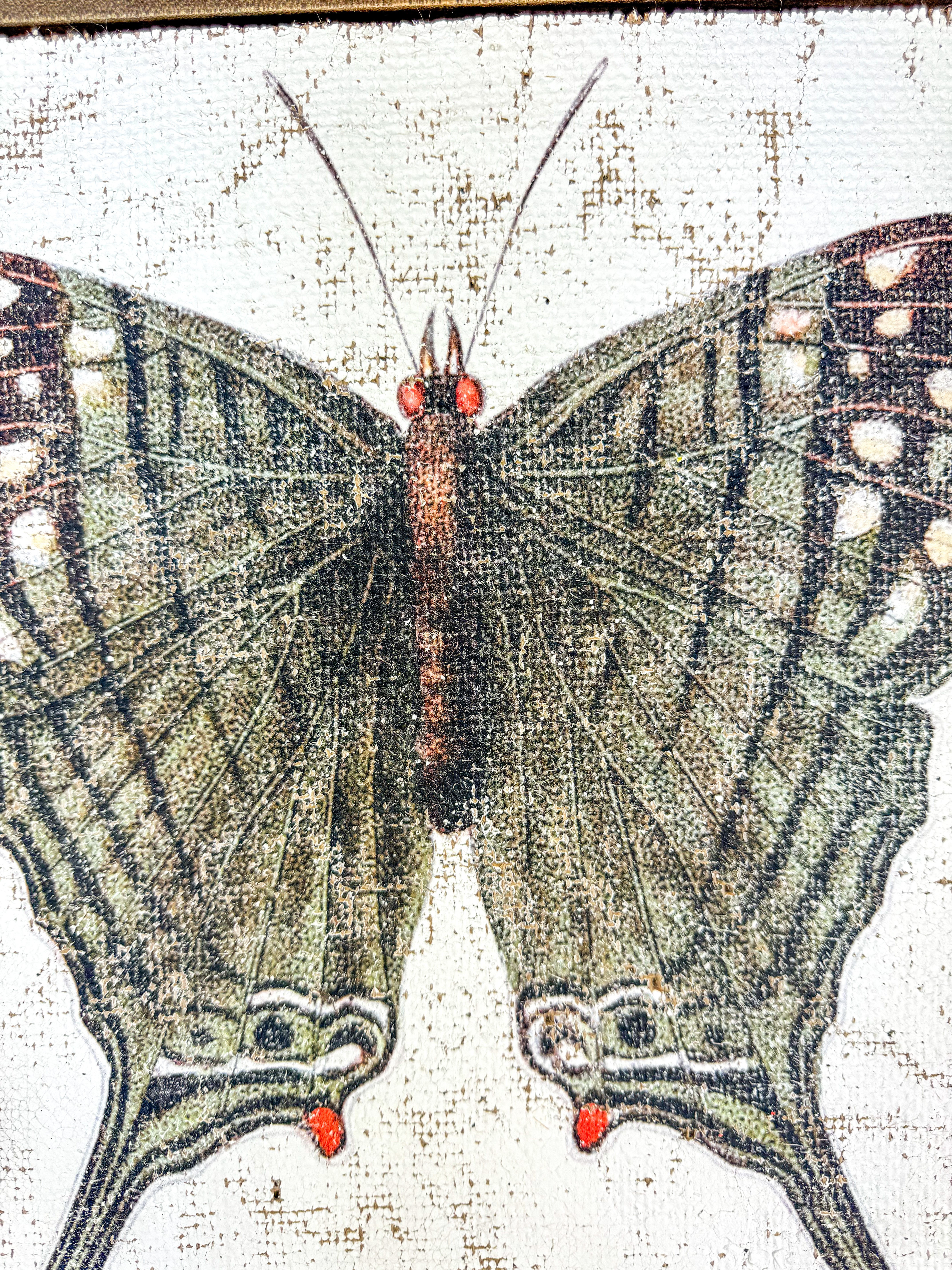 Green Swordtail Butterfly