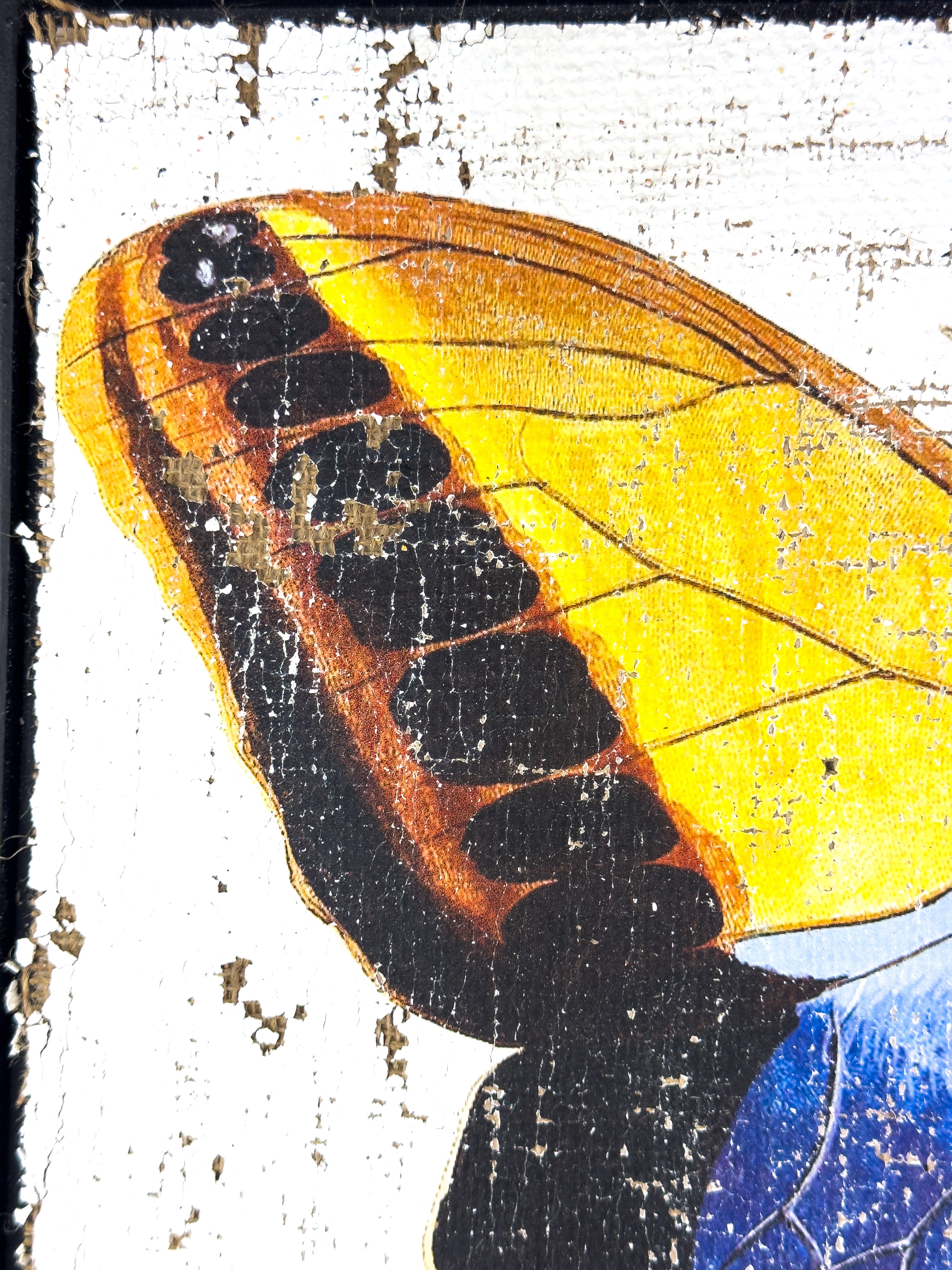 Blue brush-footed butterfly