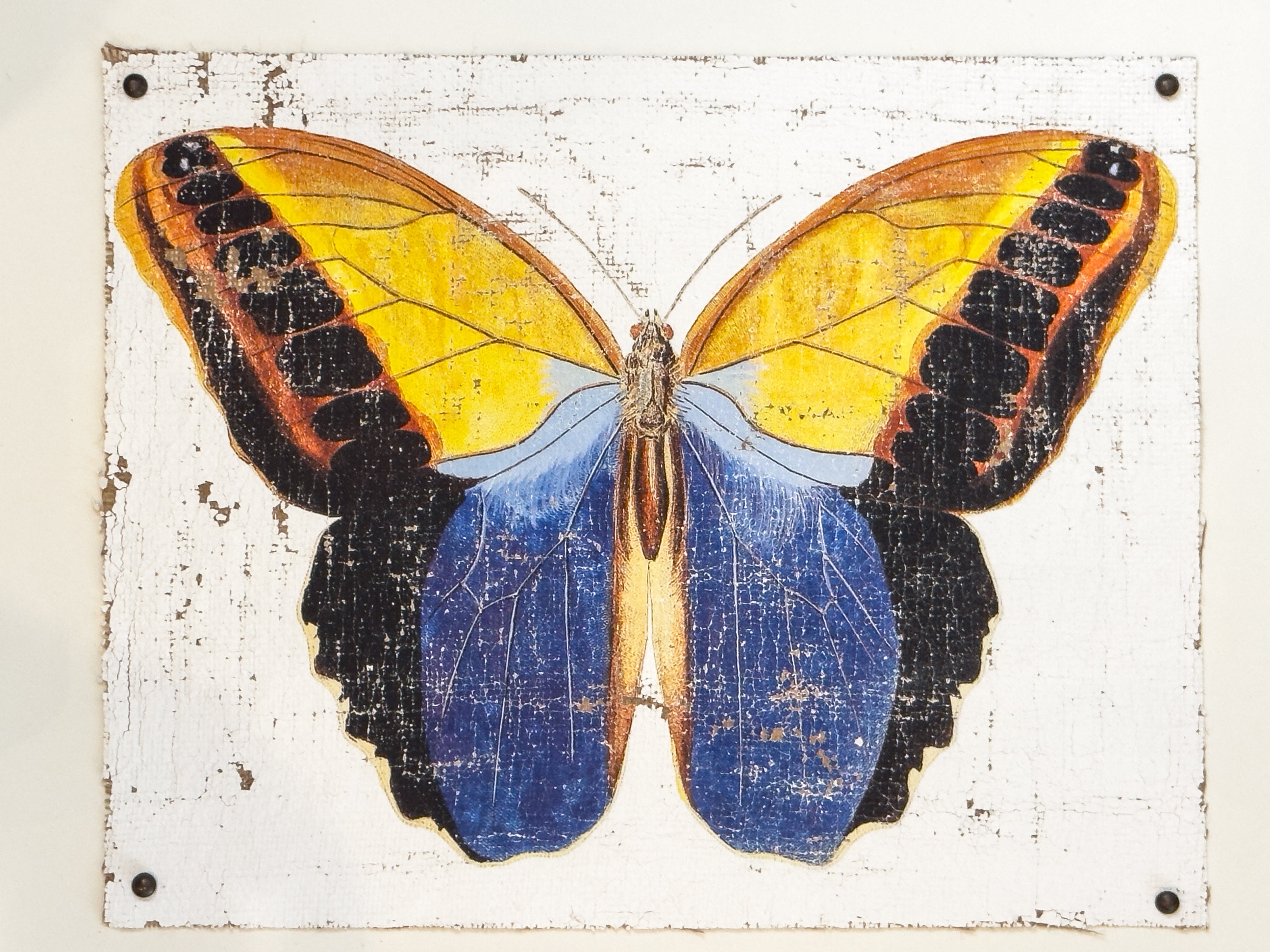 Blue brush-footed butterfly