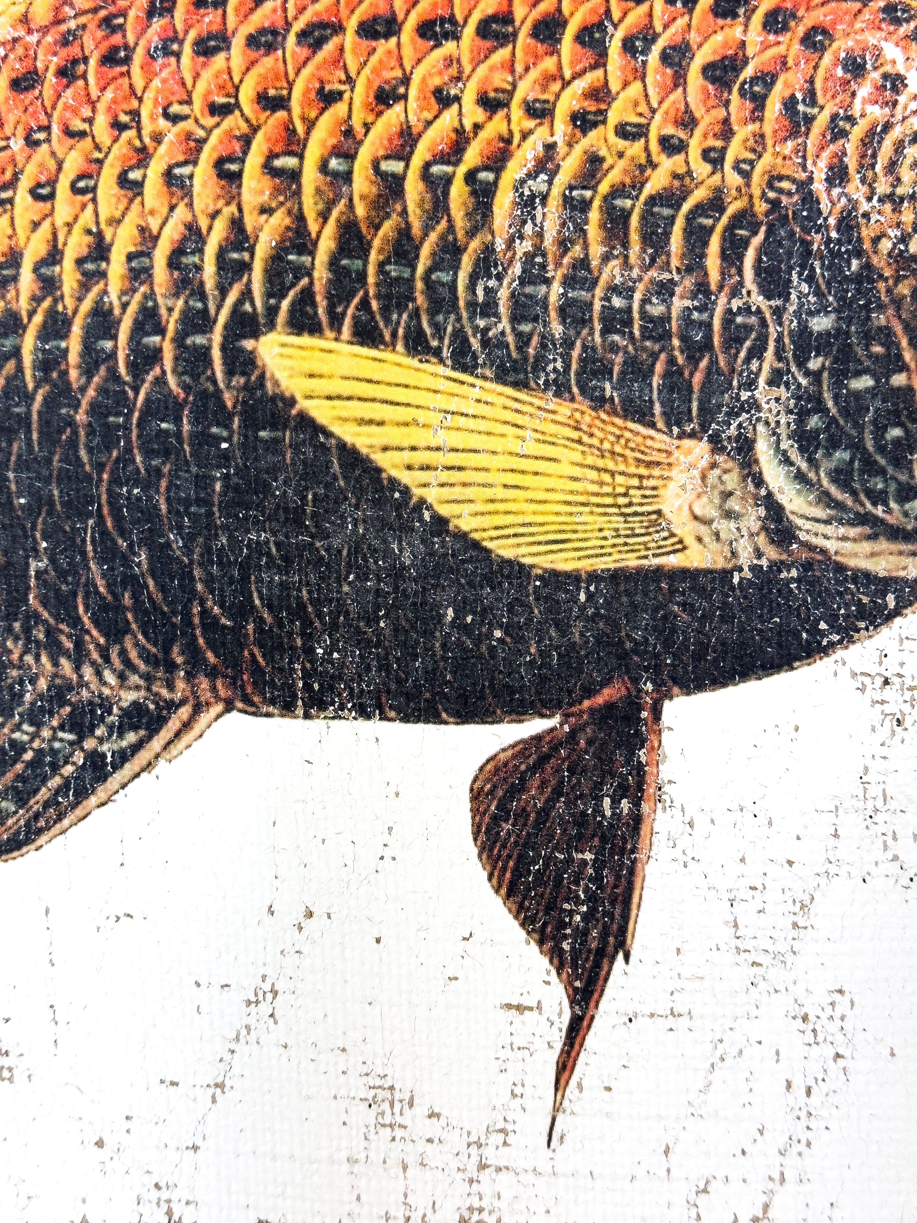 Orange and Black Fish