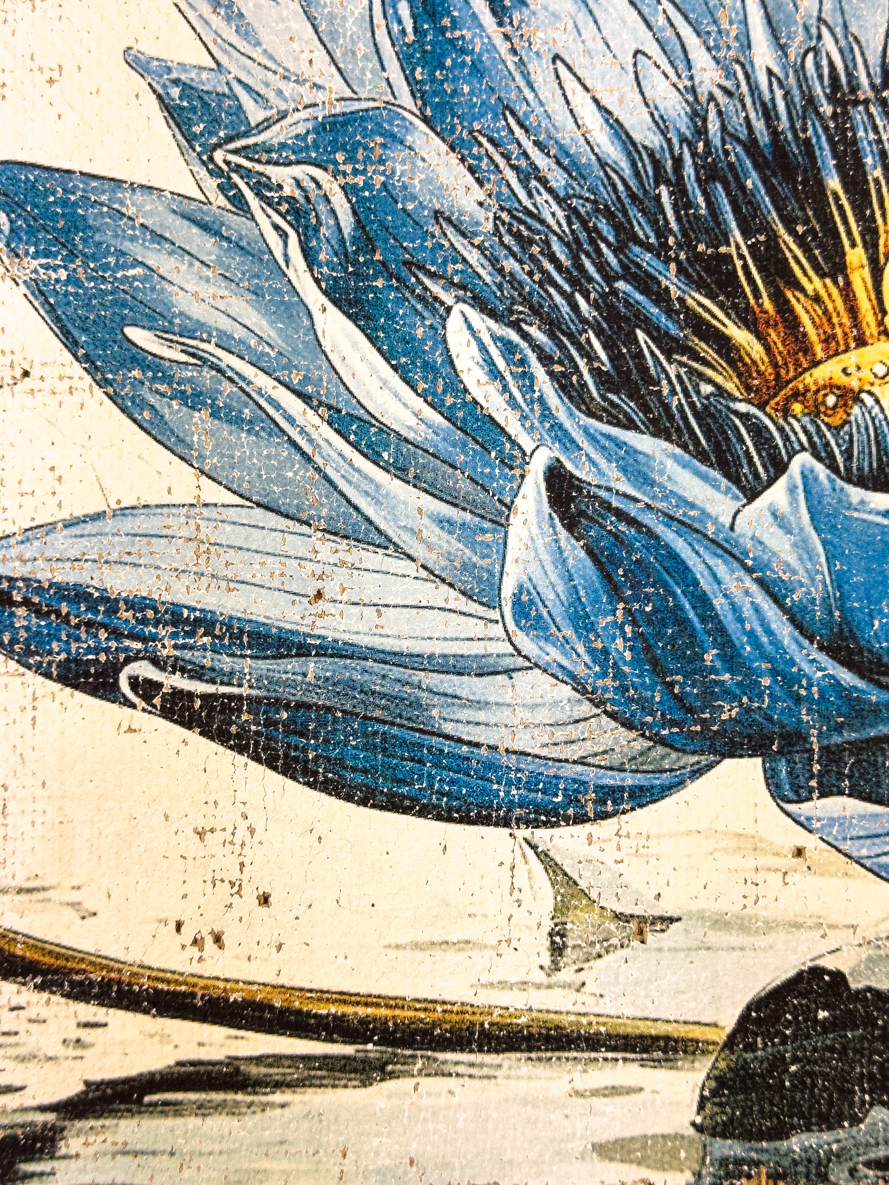 Secrets of the Lotus