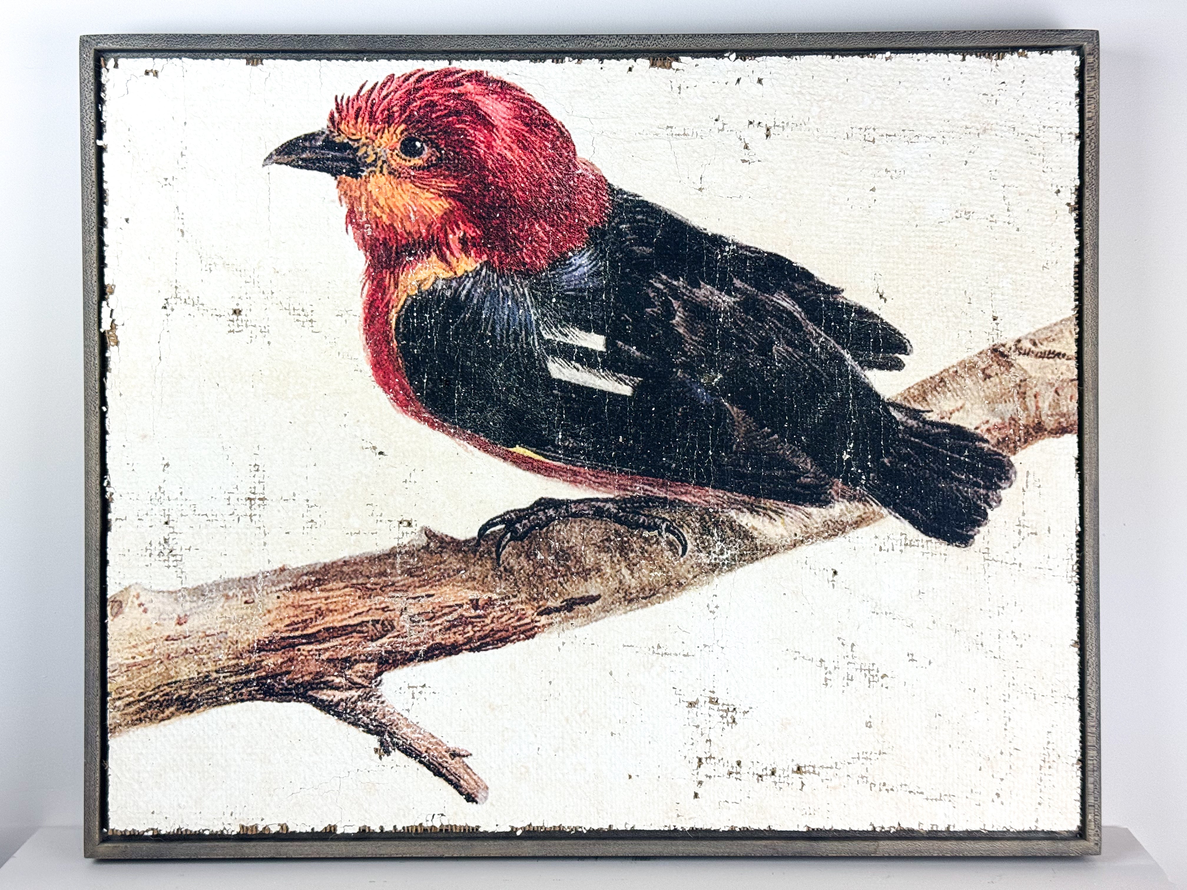 Red and Black Bird - Crimson Perch