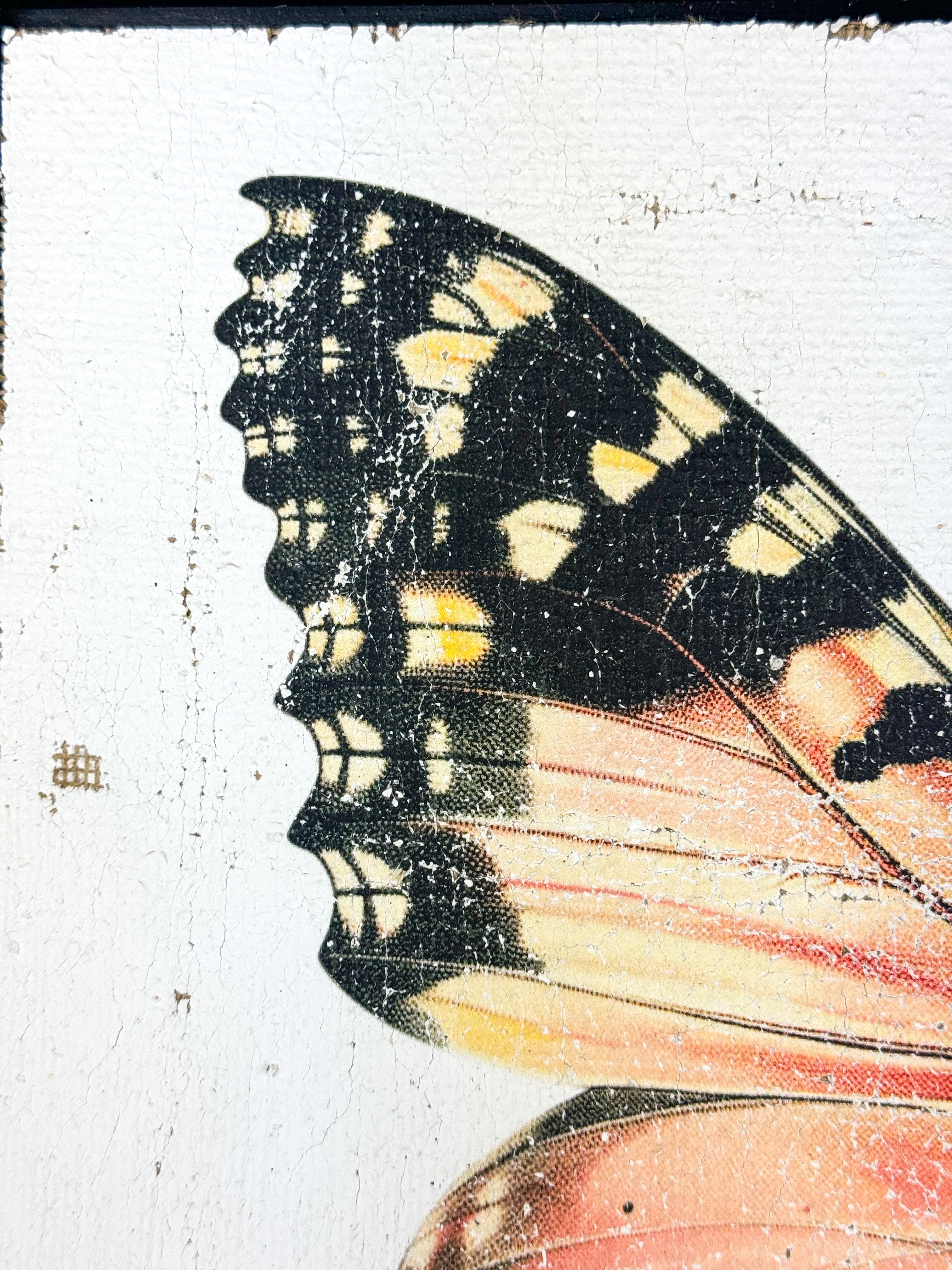 Malay Lacewing Butterfly