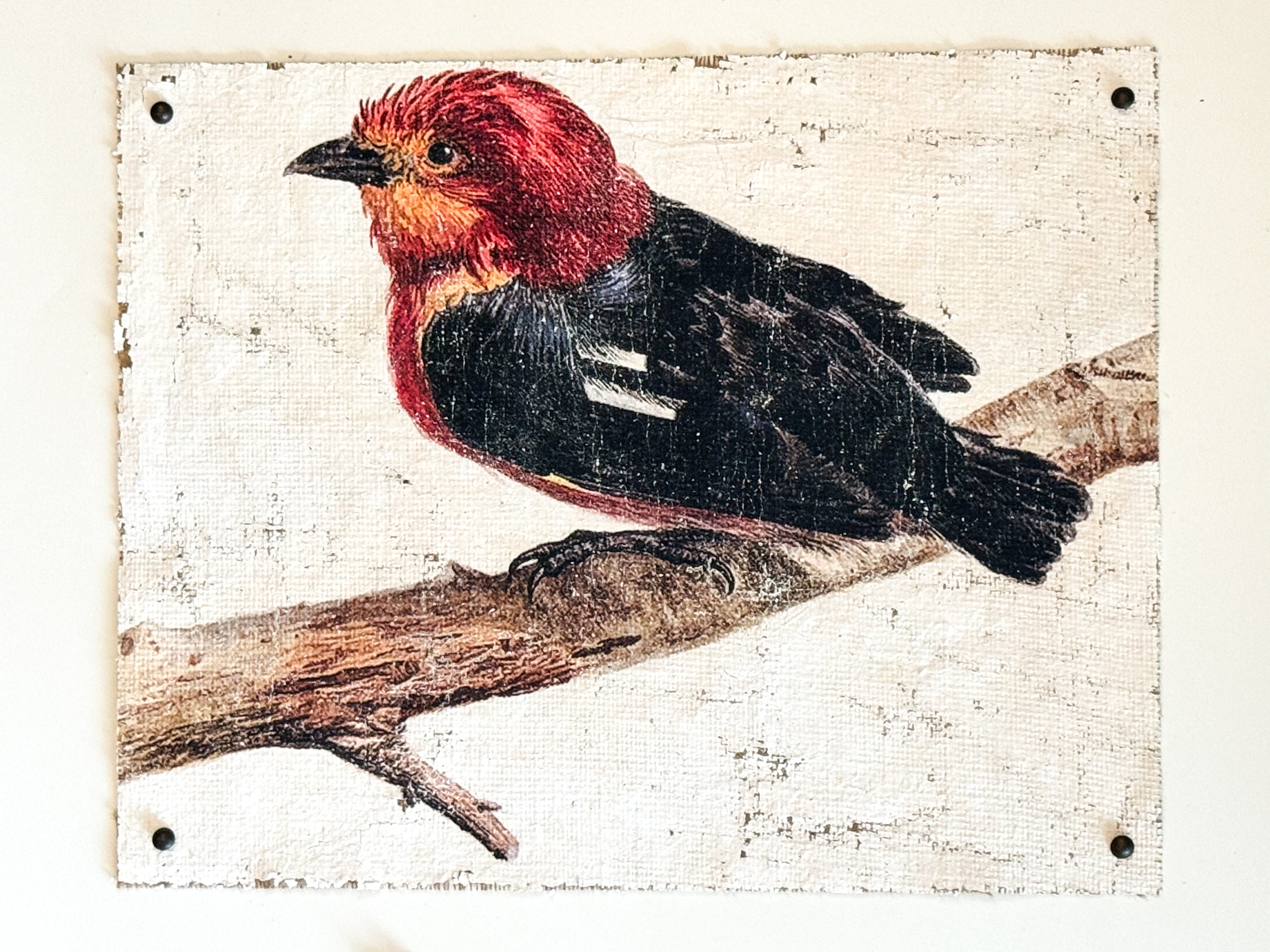 Red and Black Bird - Crimson Perch