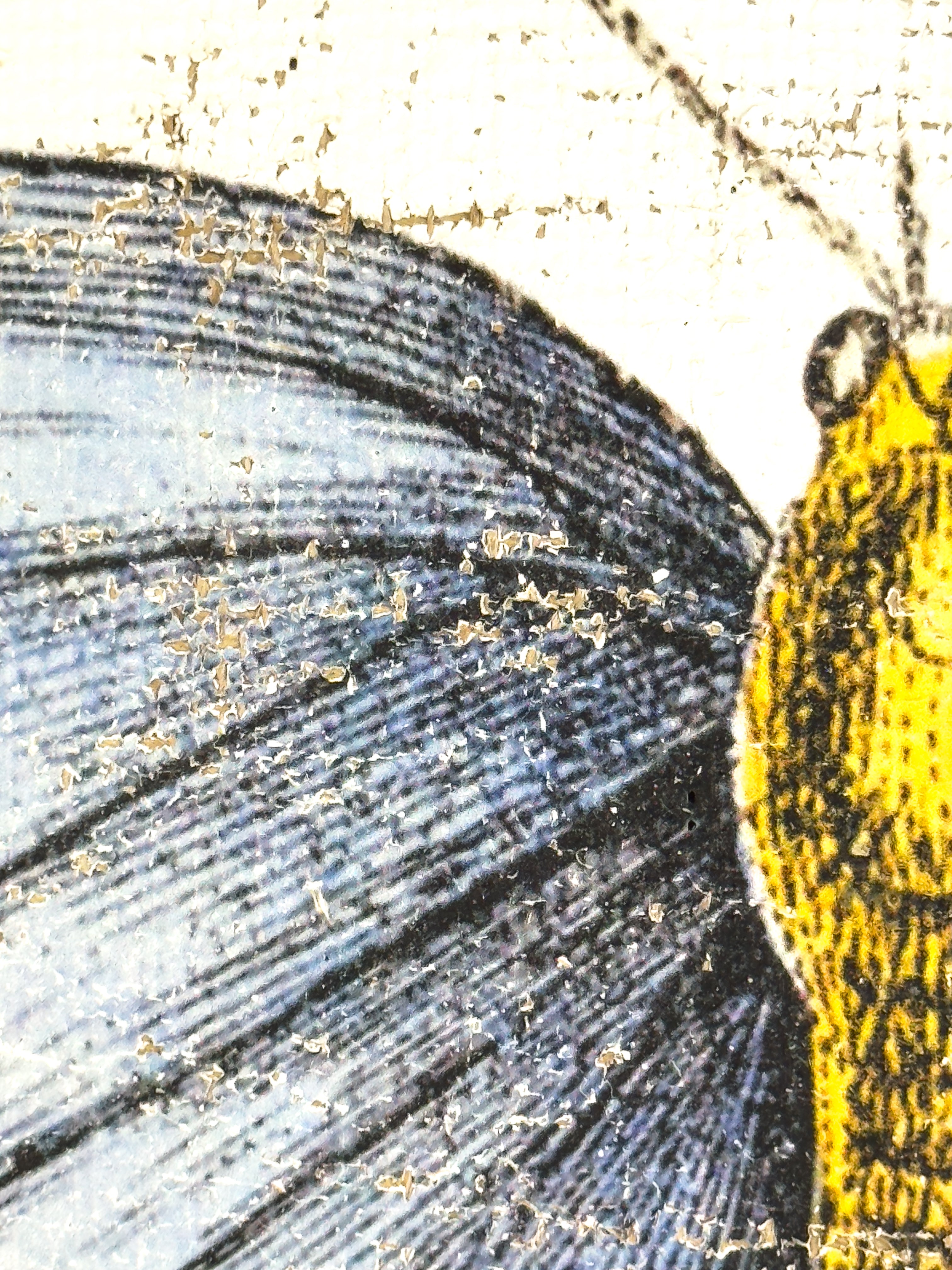 Redspot Gossamer-winged Butterfly