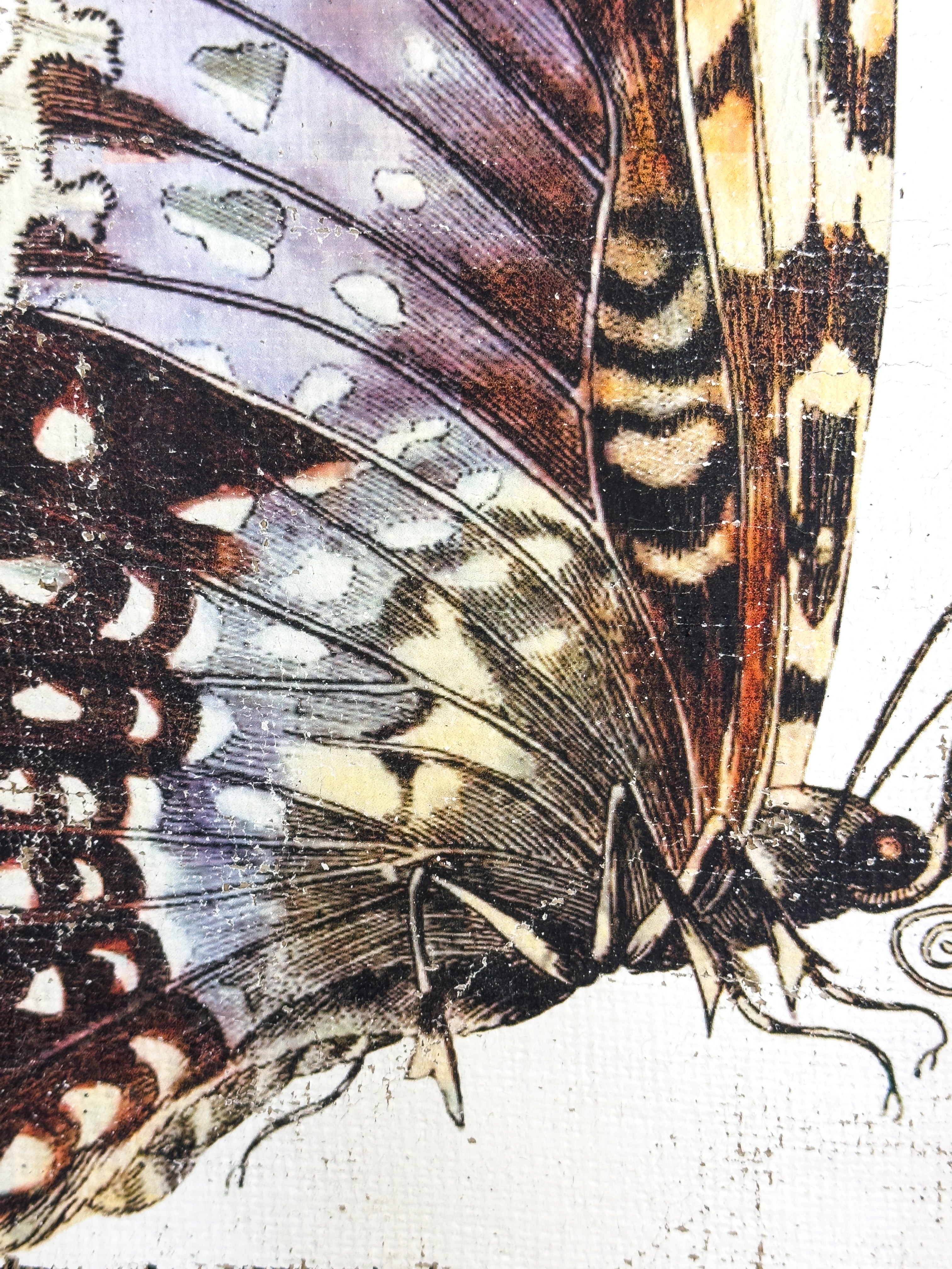 Purple White Witch Moth