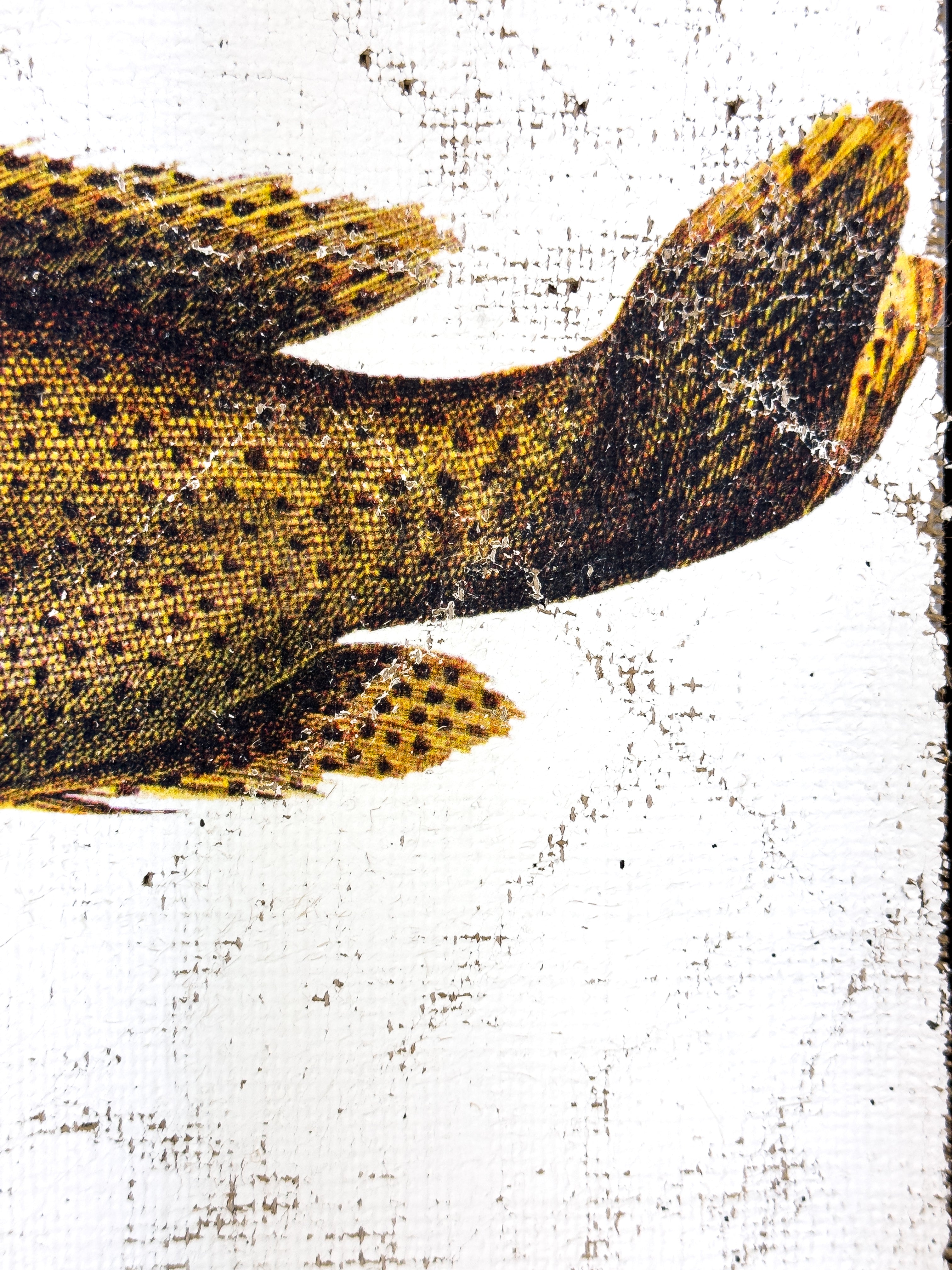 Brown Spotted Grouper