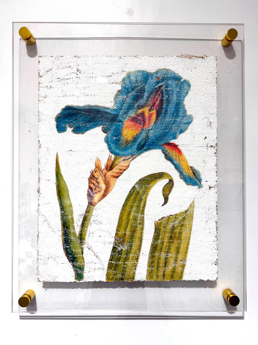 Teal Iris 1