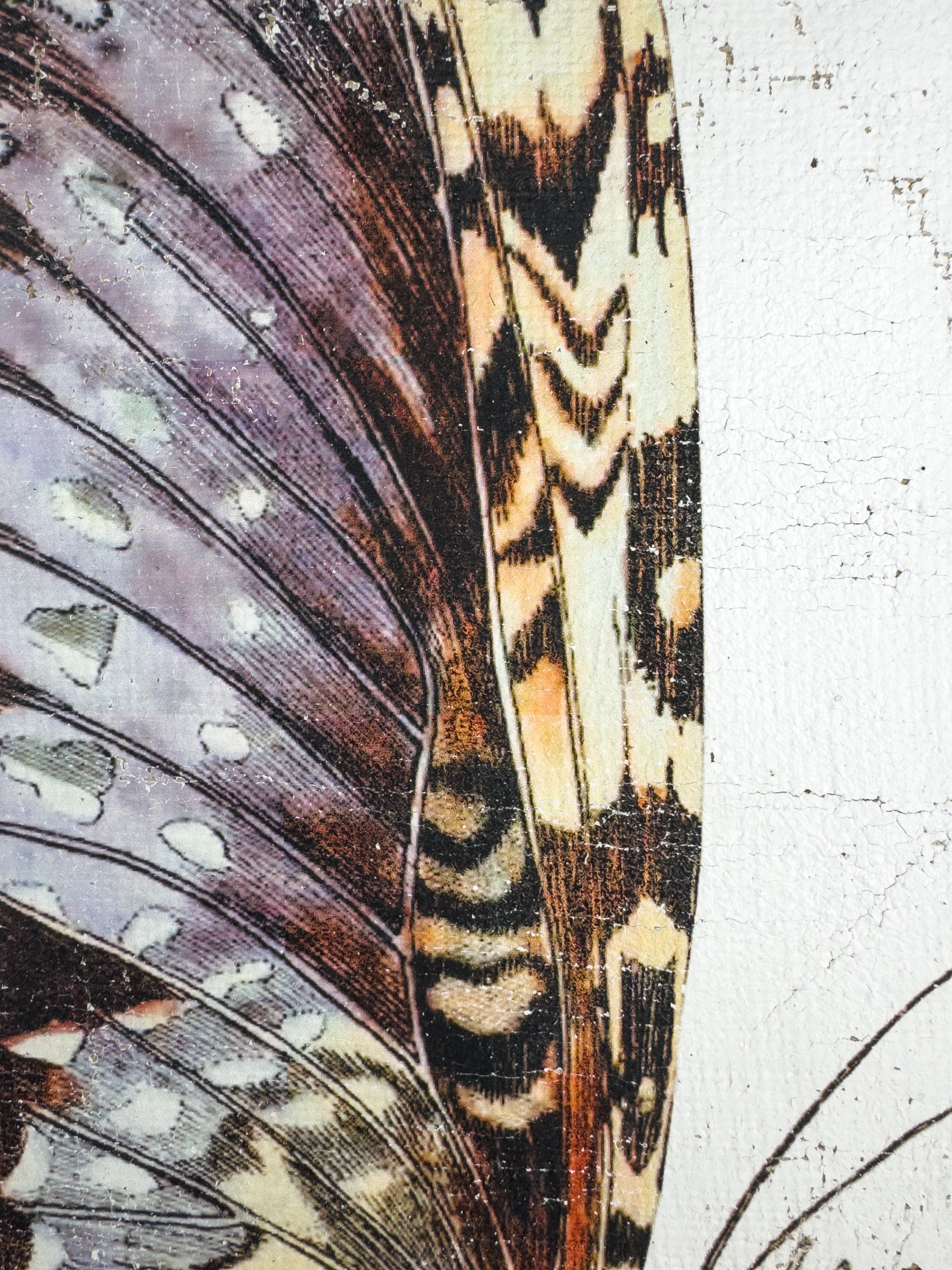 Purple White Witch Moth