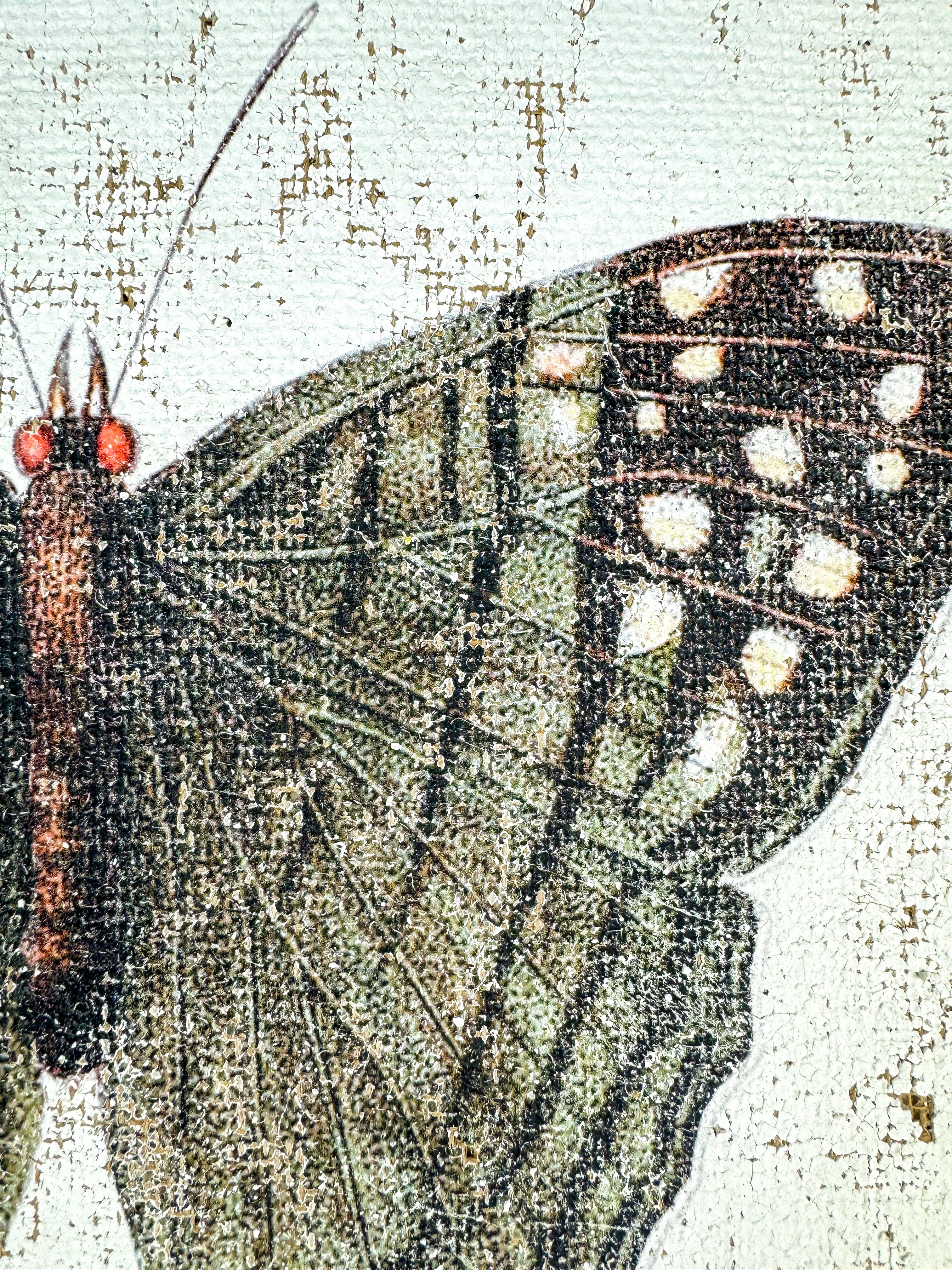 Green Swordtail Butterfly