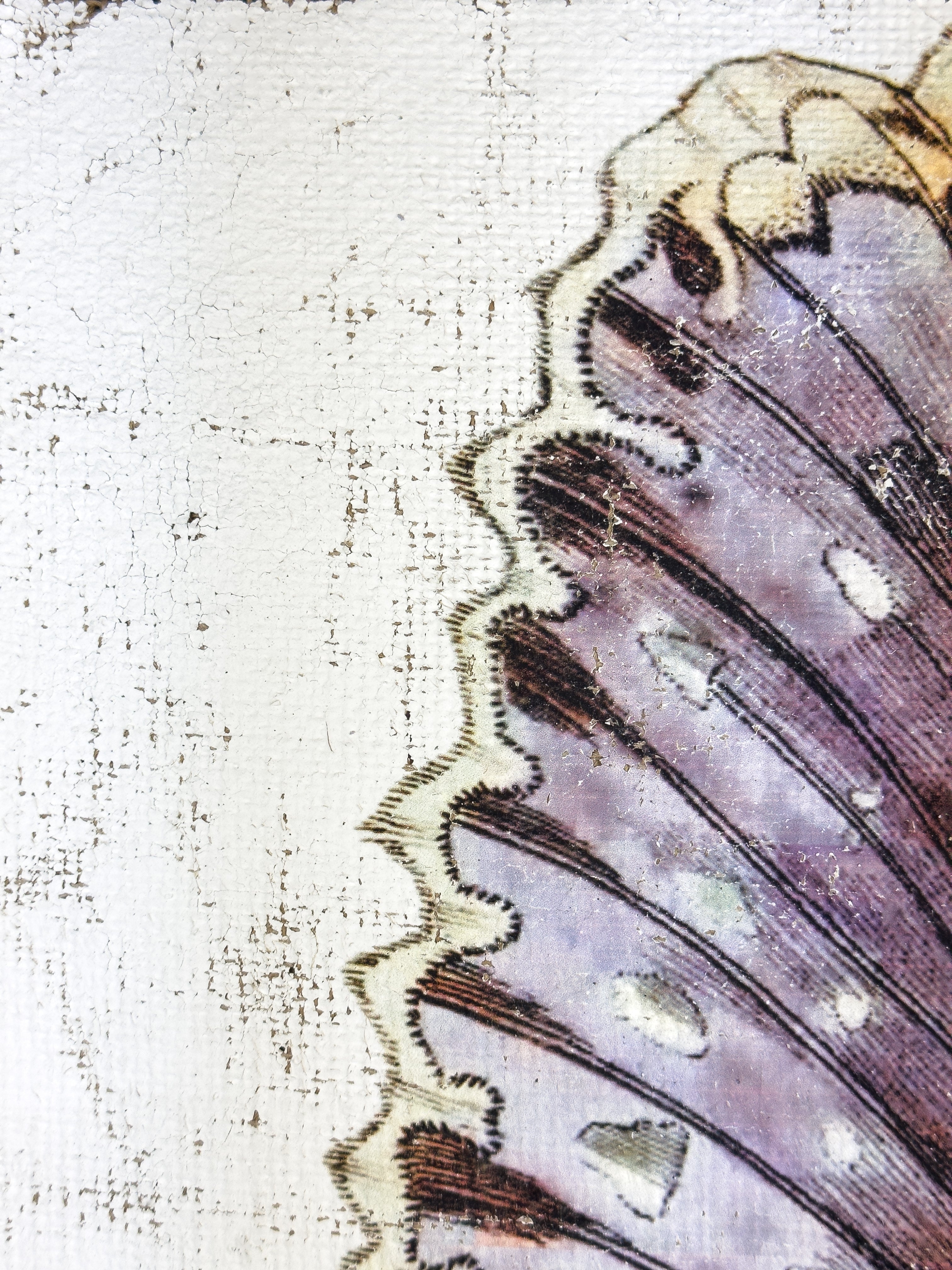 Purple White Witch Moth