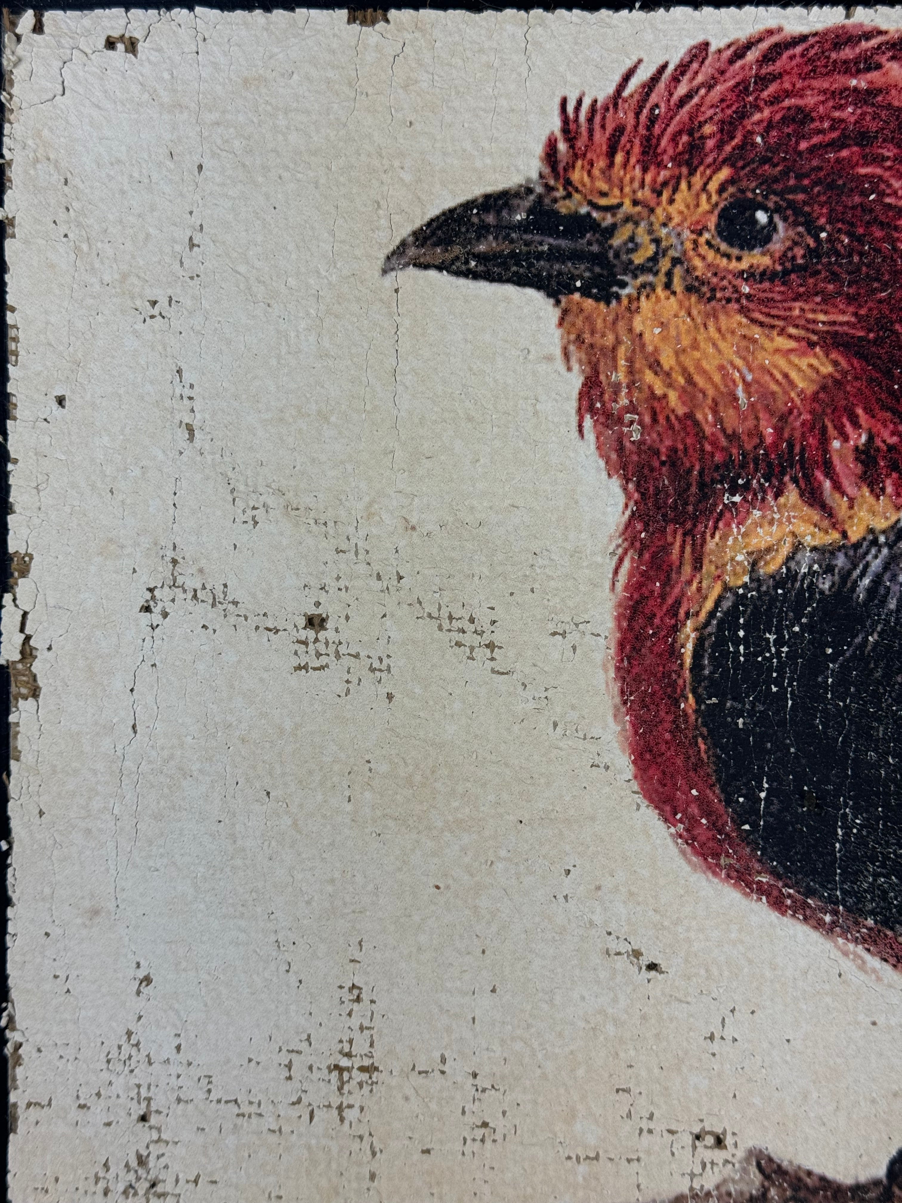 Red and Black Bird - Crimson Perch