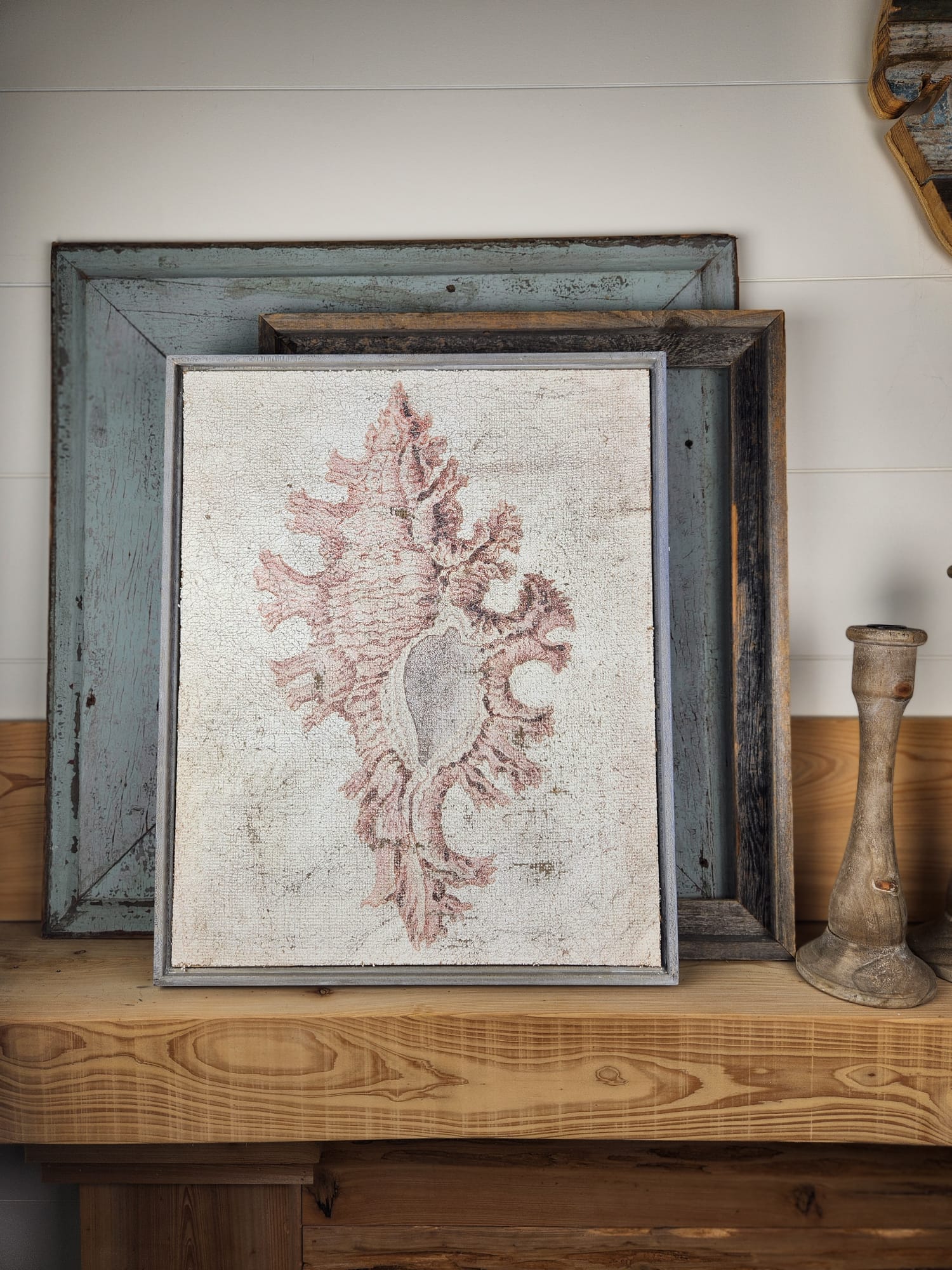 Pink Seashell - Lace Murex