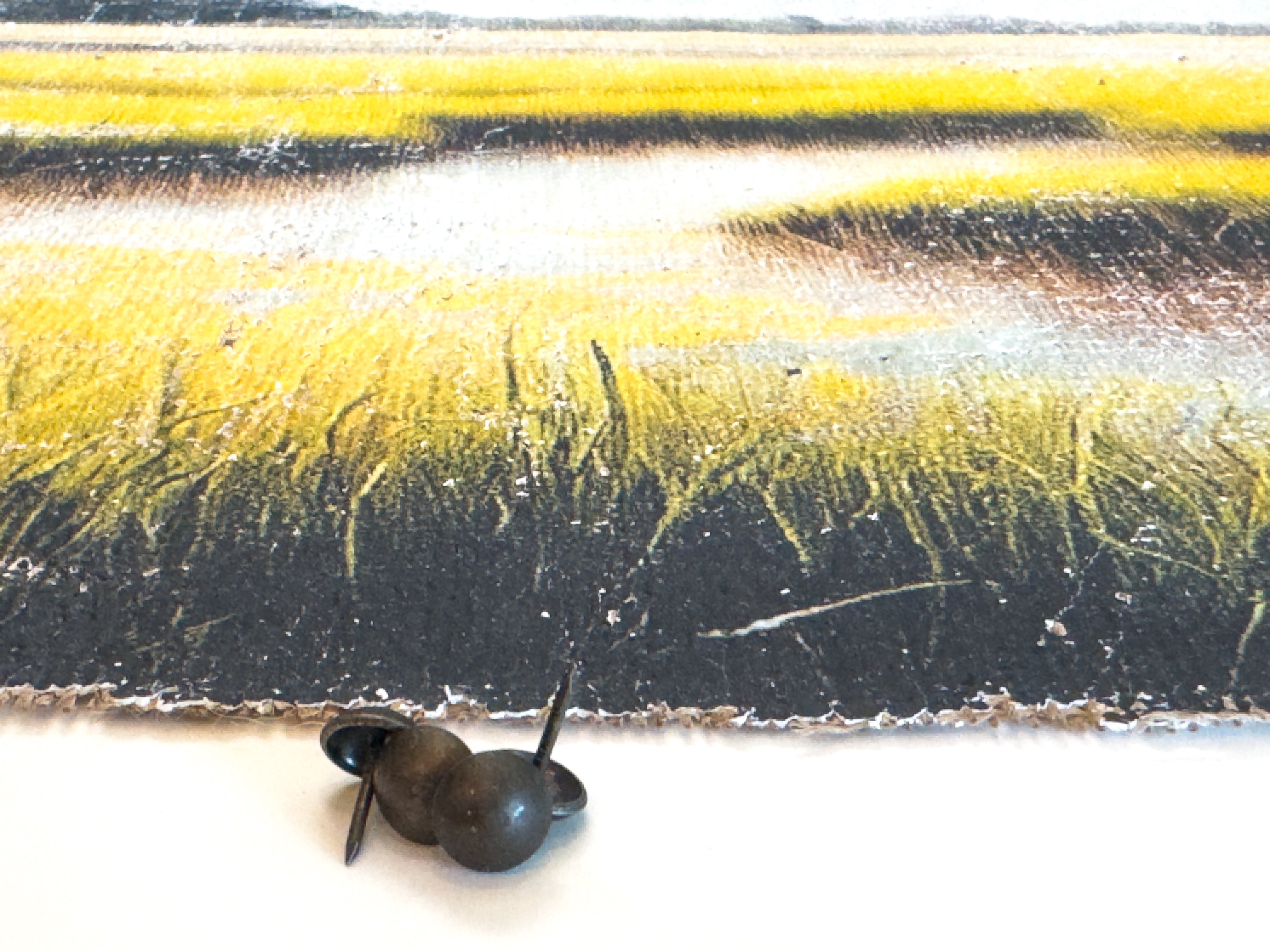 The Magic of the Marsh