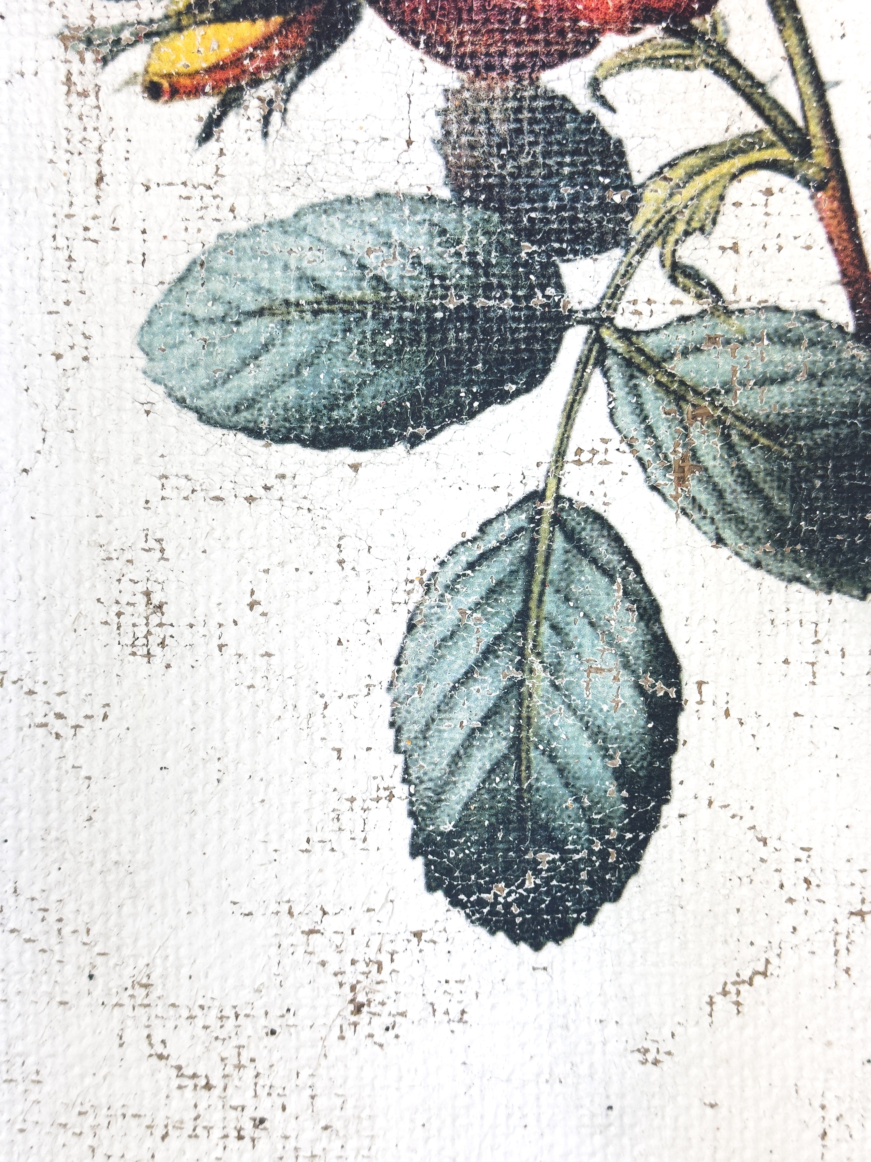 Red and Yellow Roses