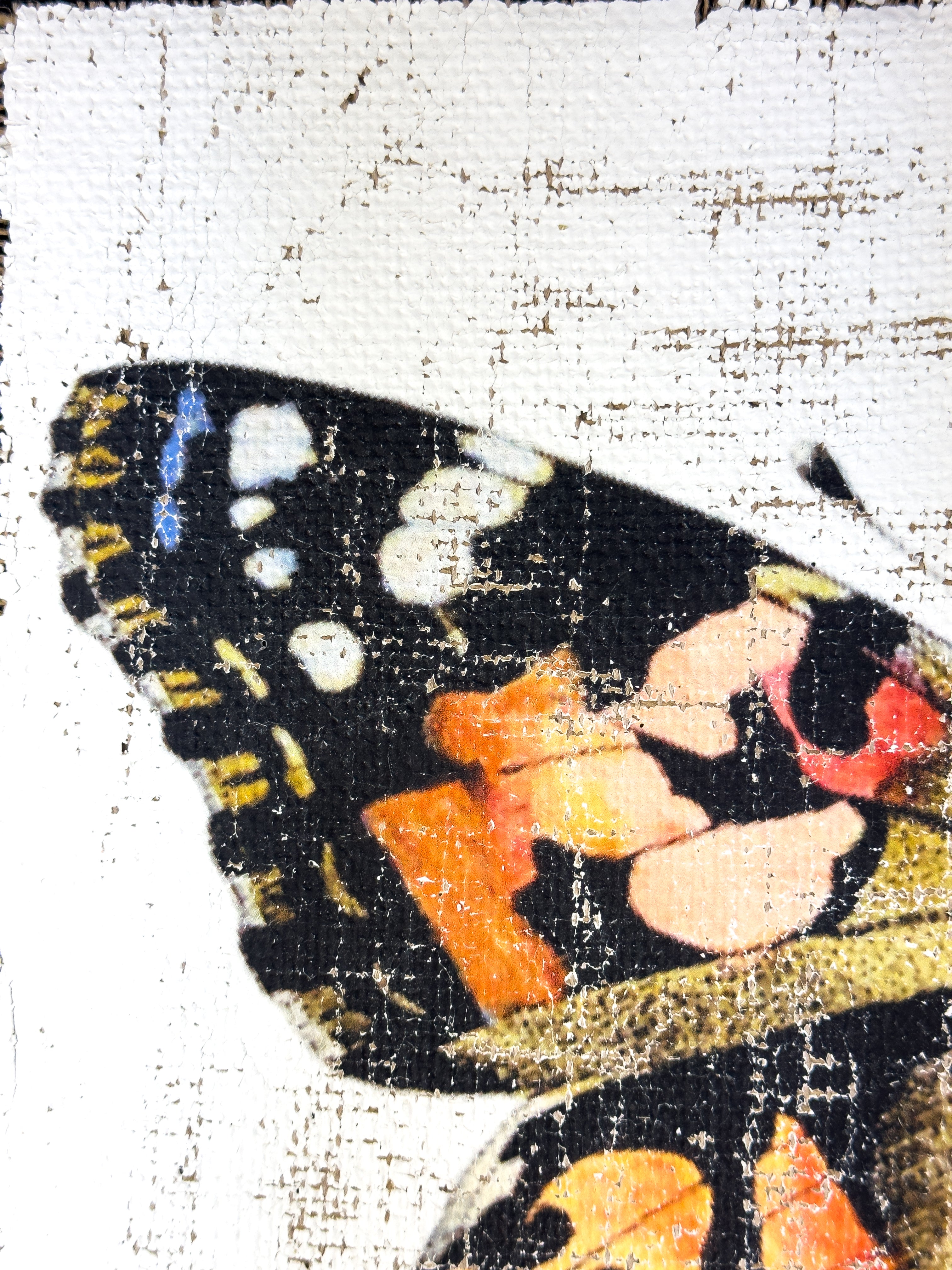 Brush-footed butterfy