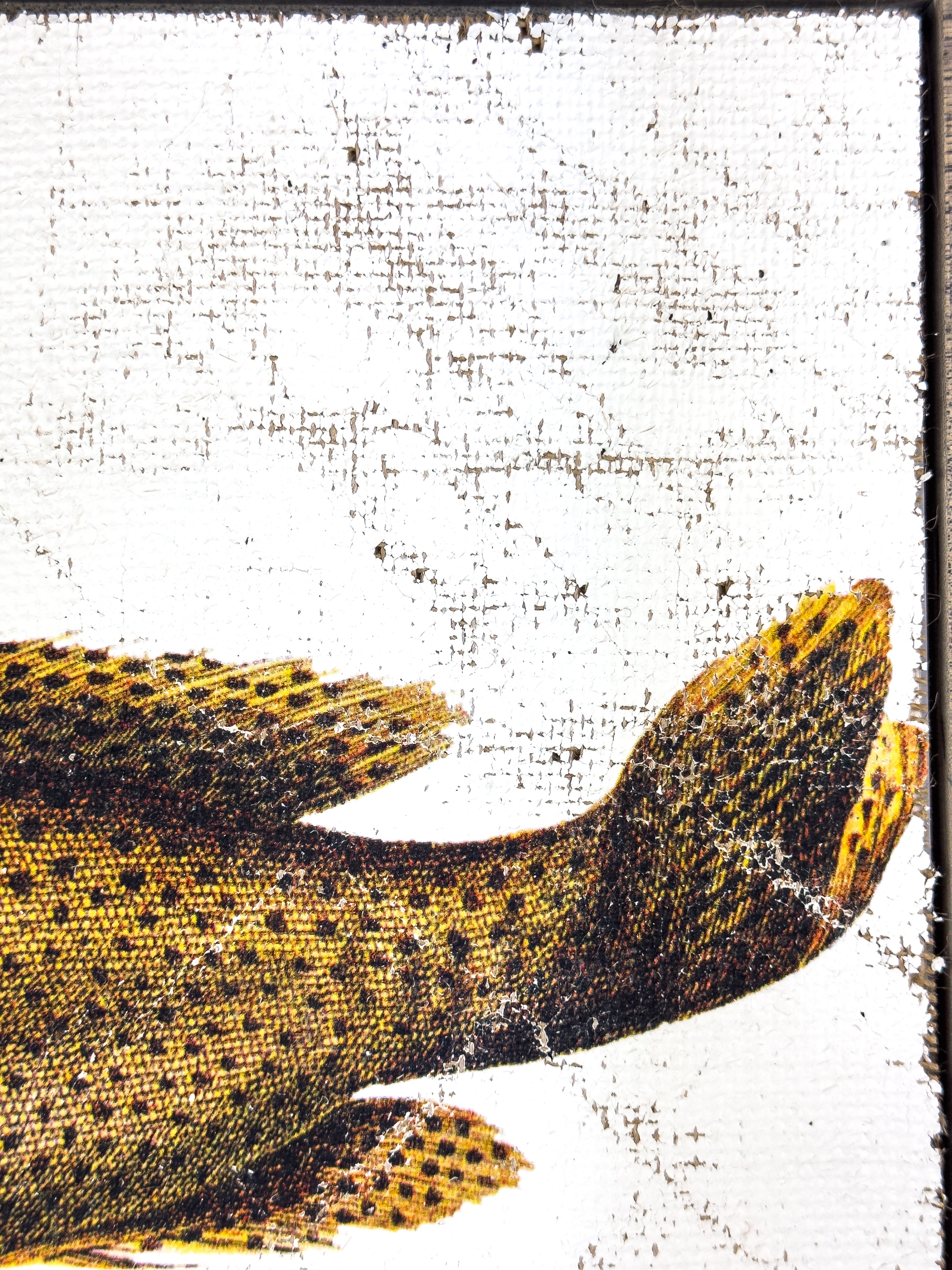 Brown Spotted Grouper