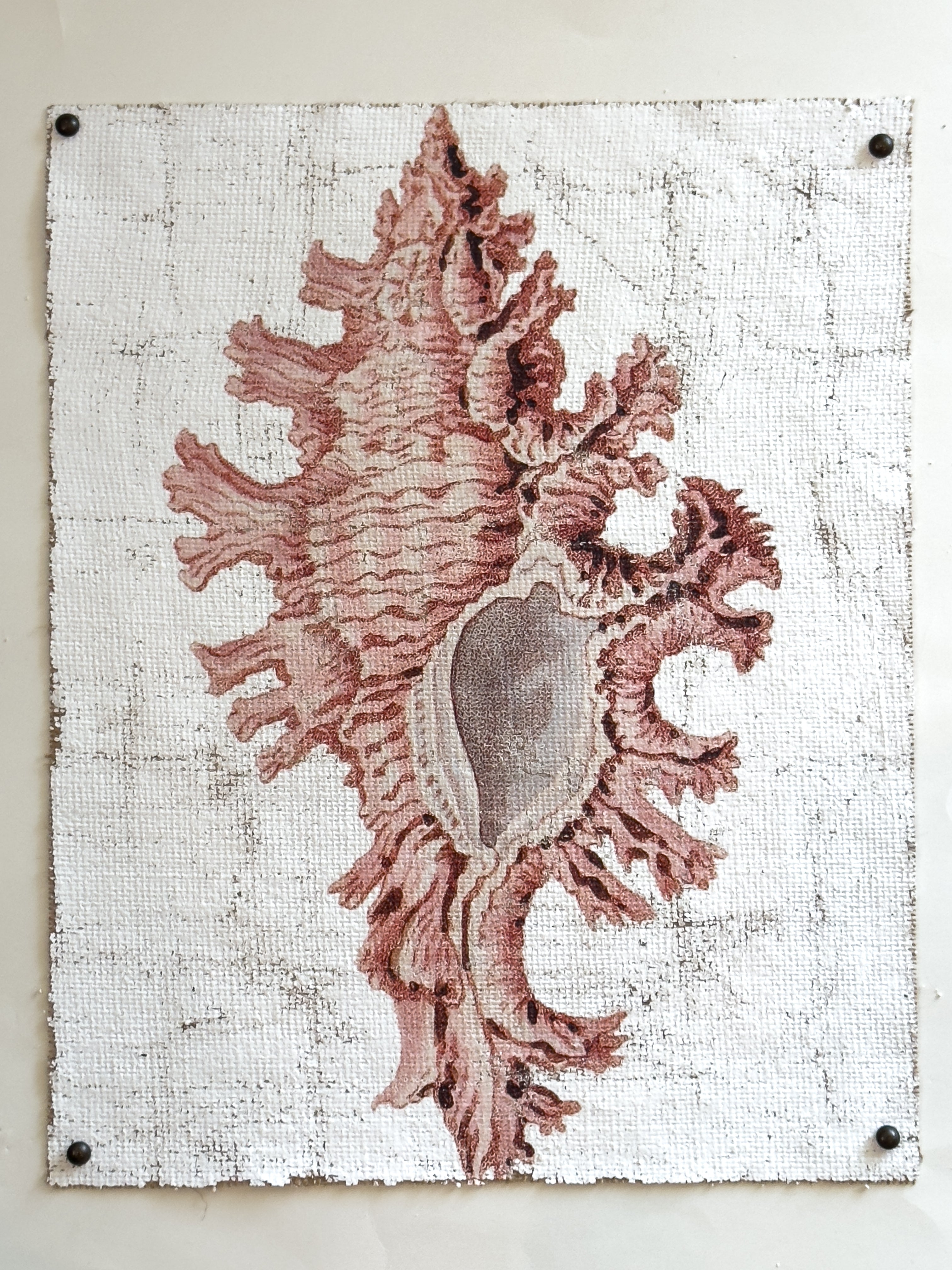 Pink Seashell - Lace Murex