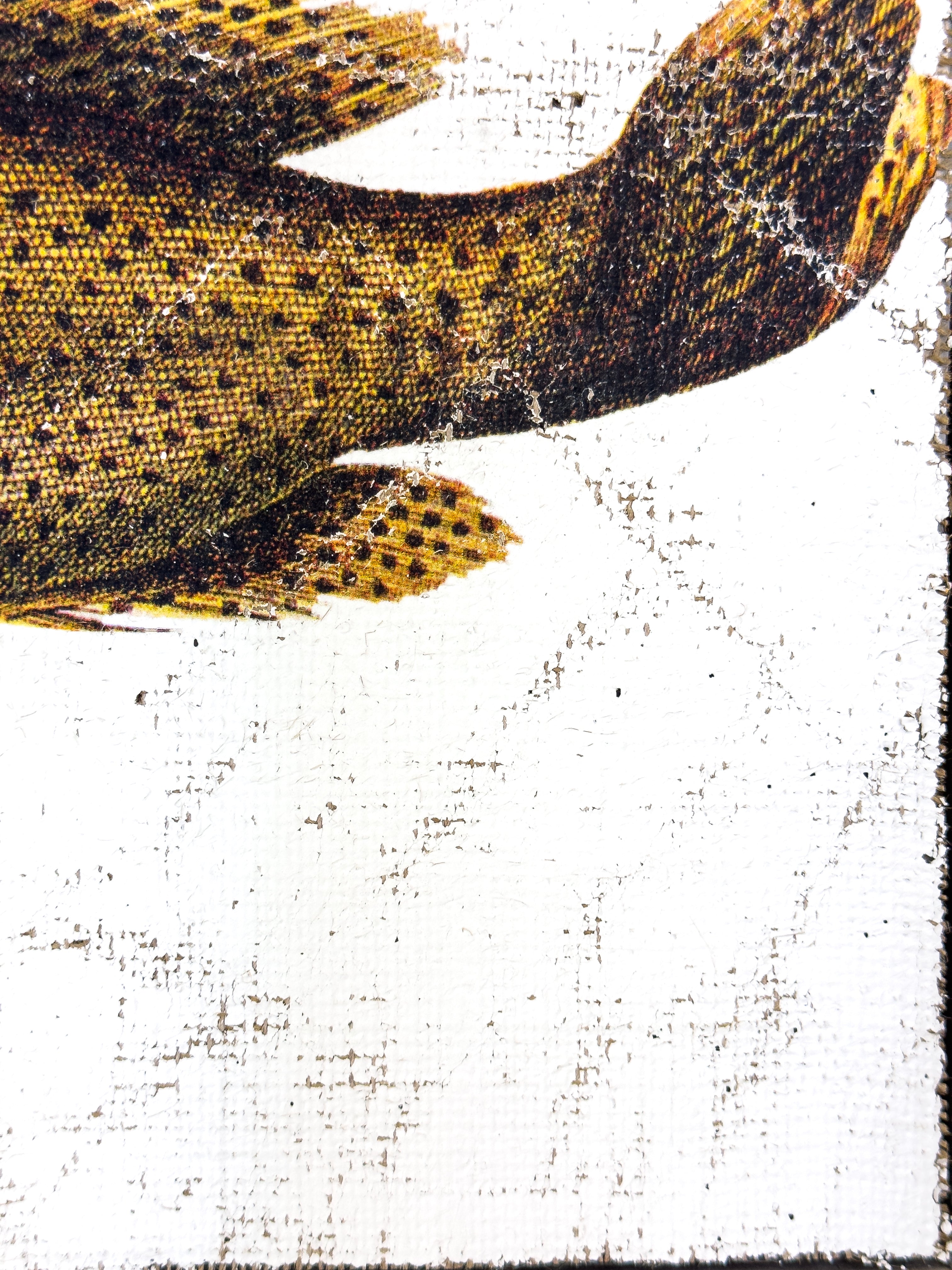 Brown Spotted Grouper