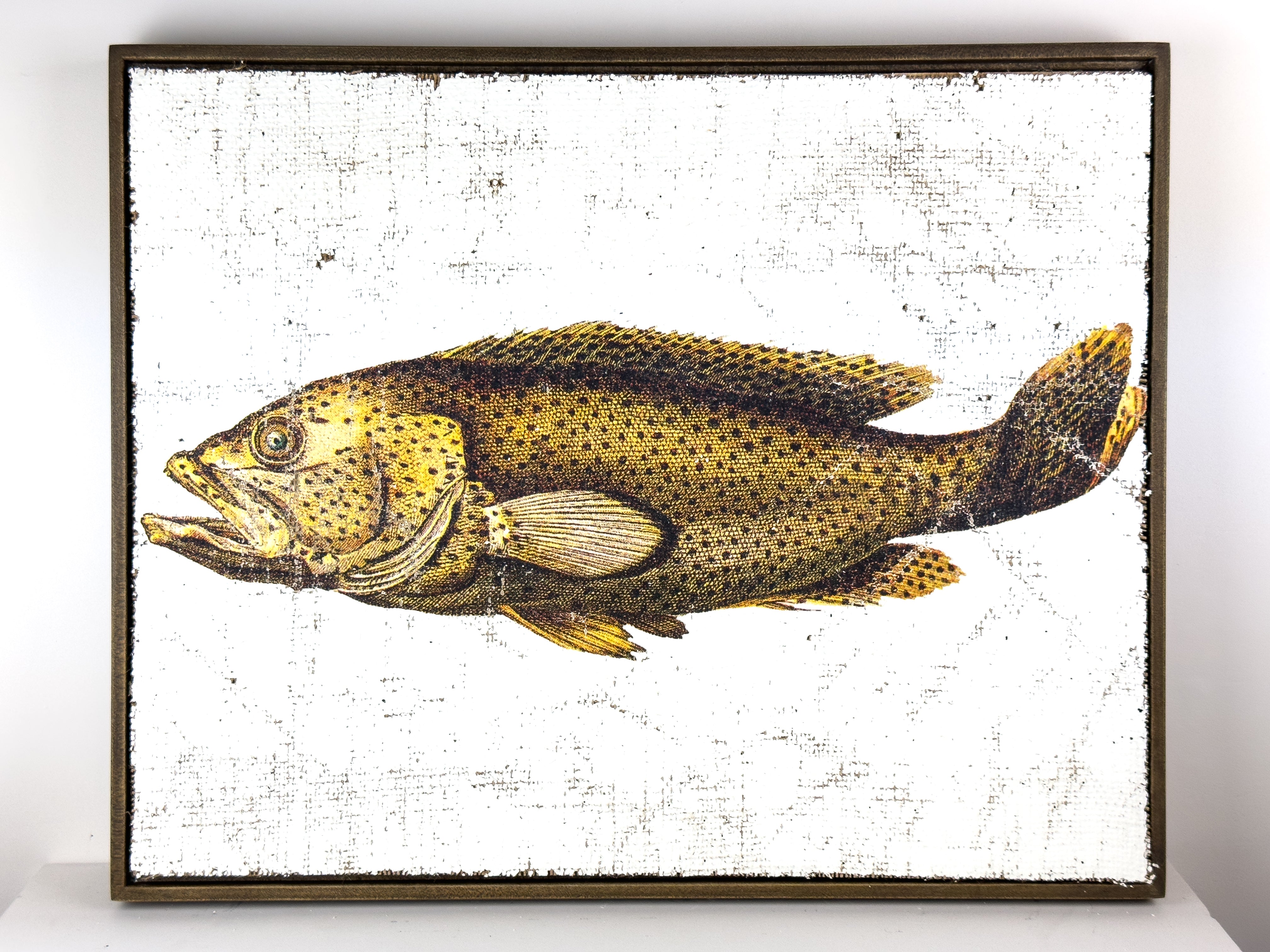 Brown Spotted Grouper