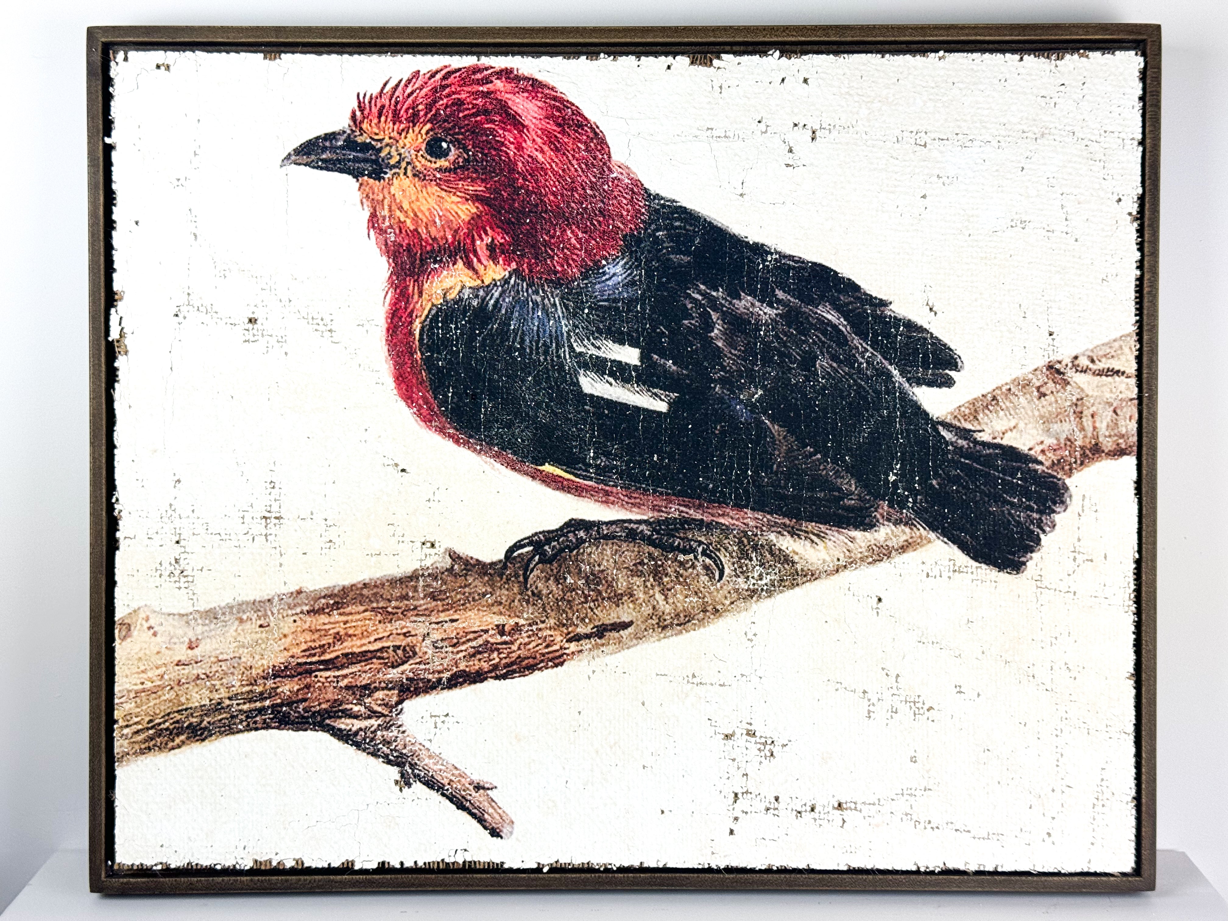 Red and Black Bird