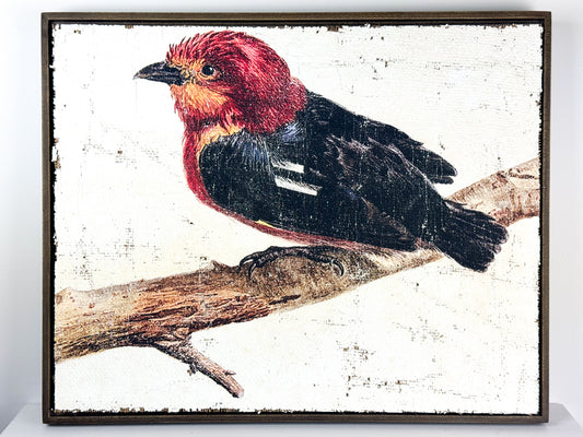 Red and Black Bird - Crimson Perch