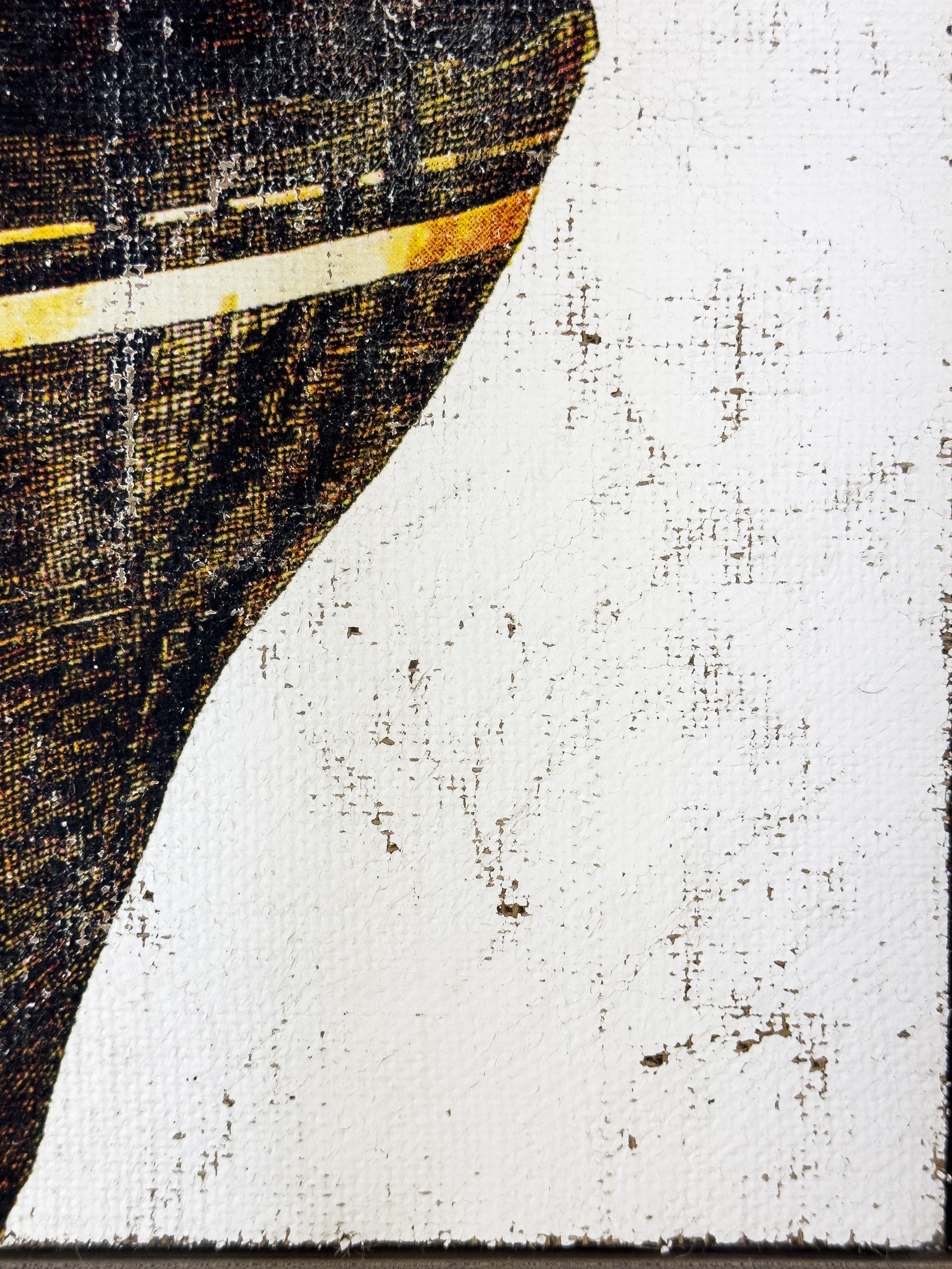 Black and Gold Cone Shell