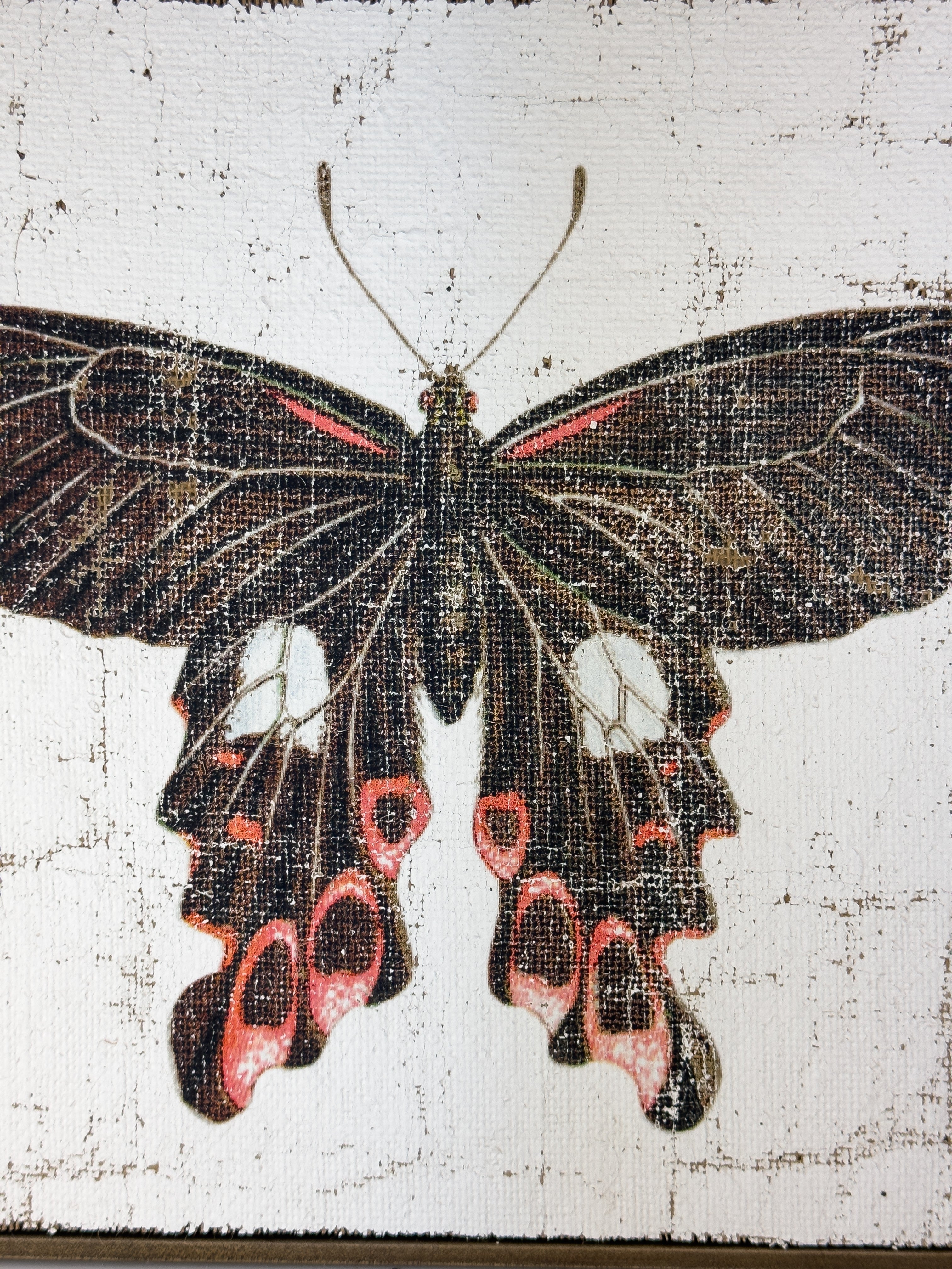 Swallowtail butterfly