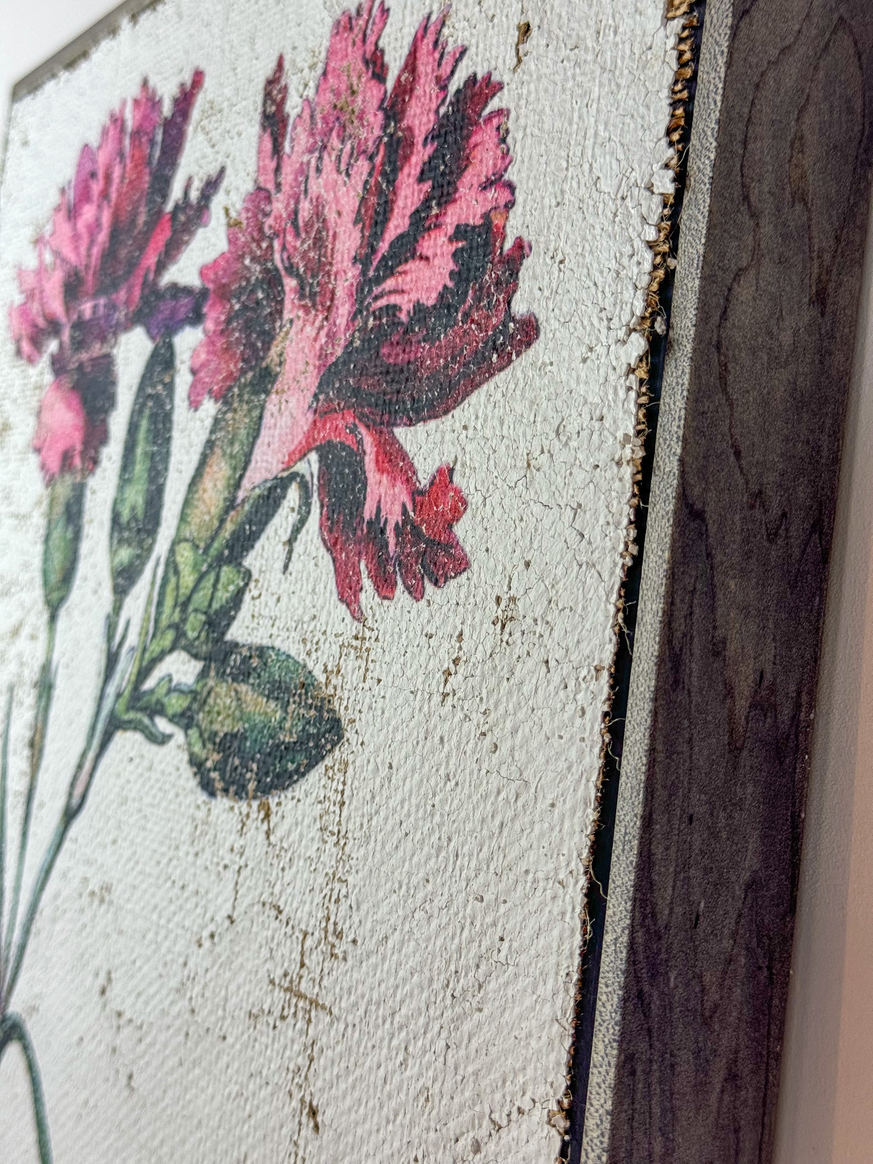 Clove pink carnation