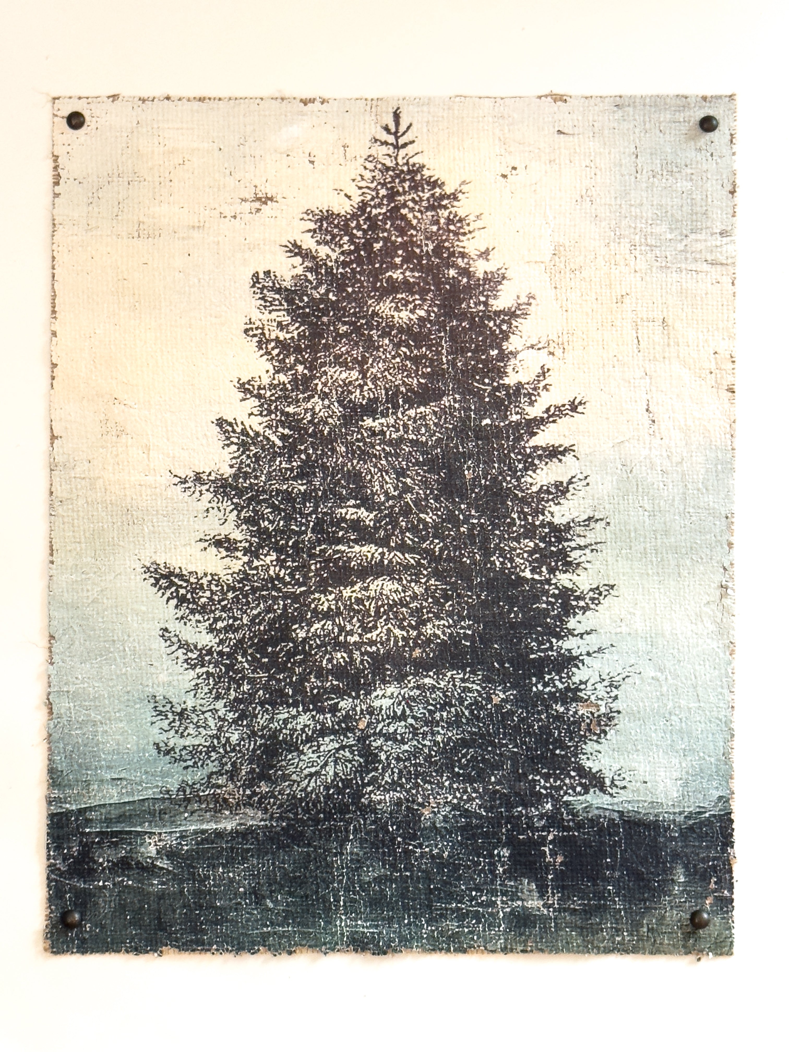 Blue Spruce