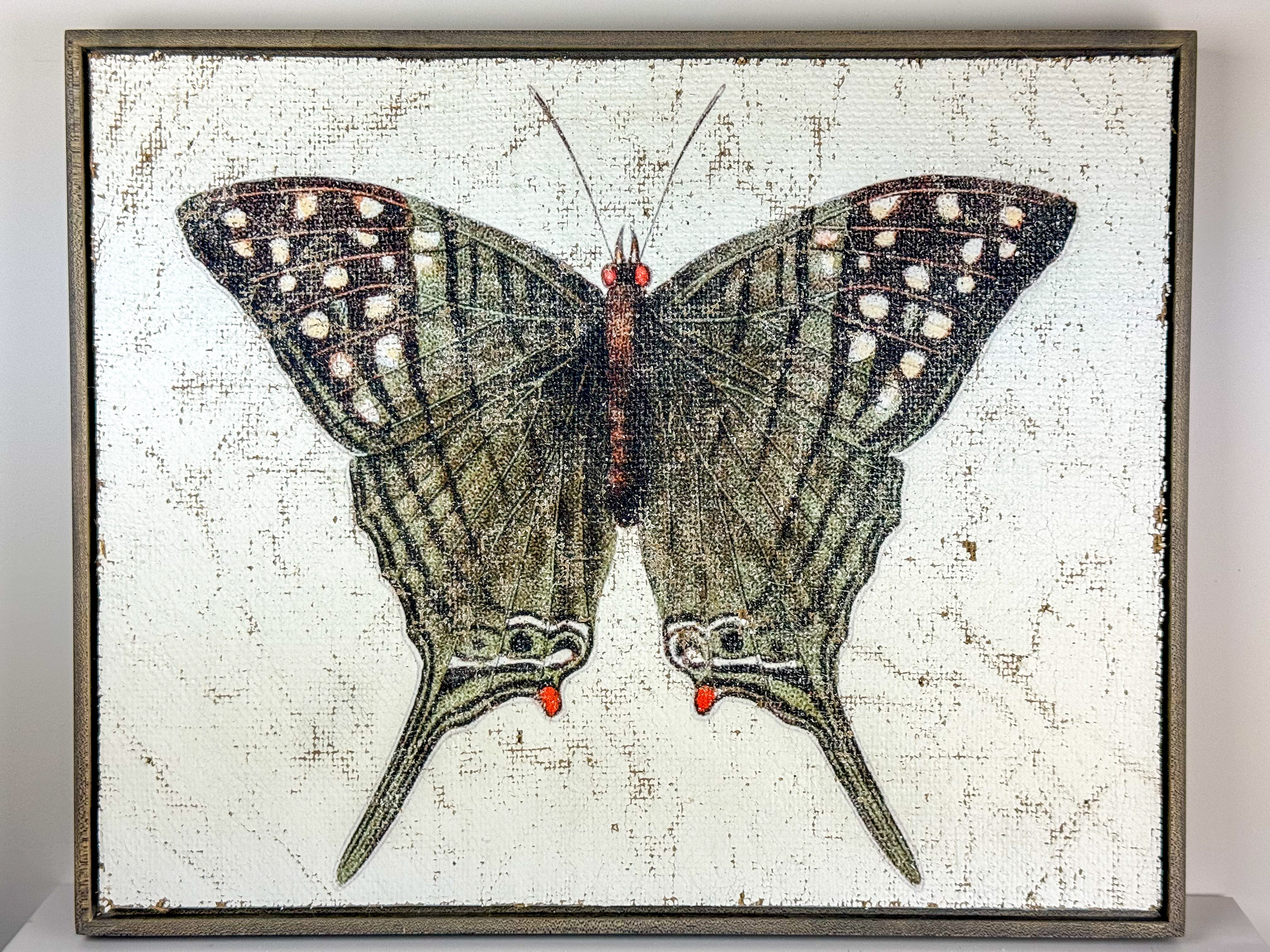 Green Swordtail Butterfly