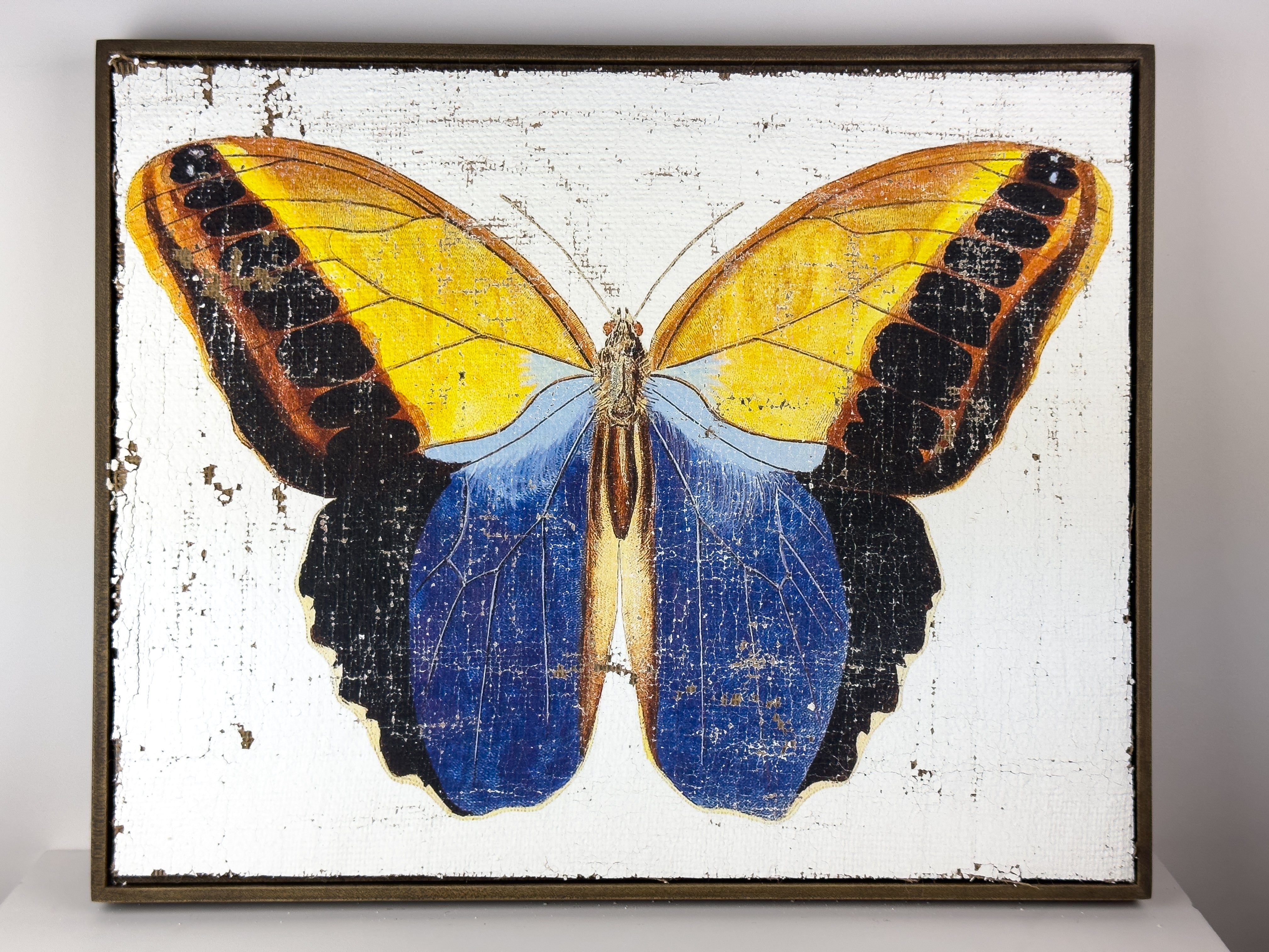 Blue brush-footed butterfly