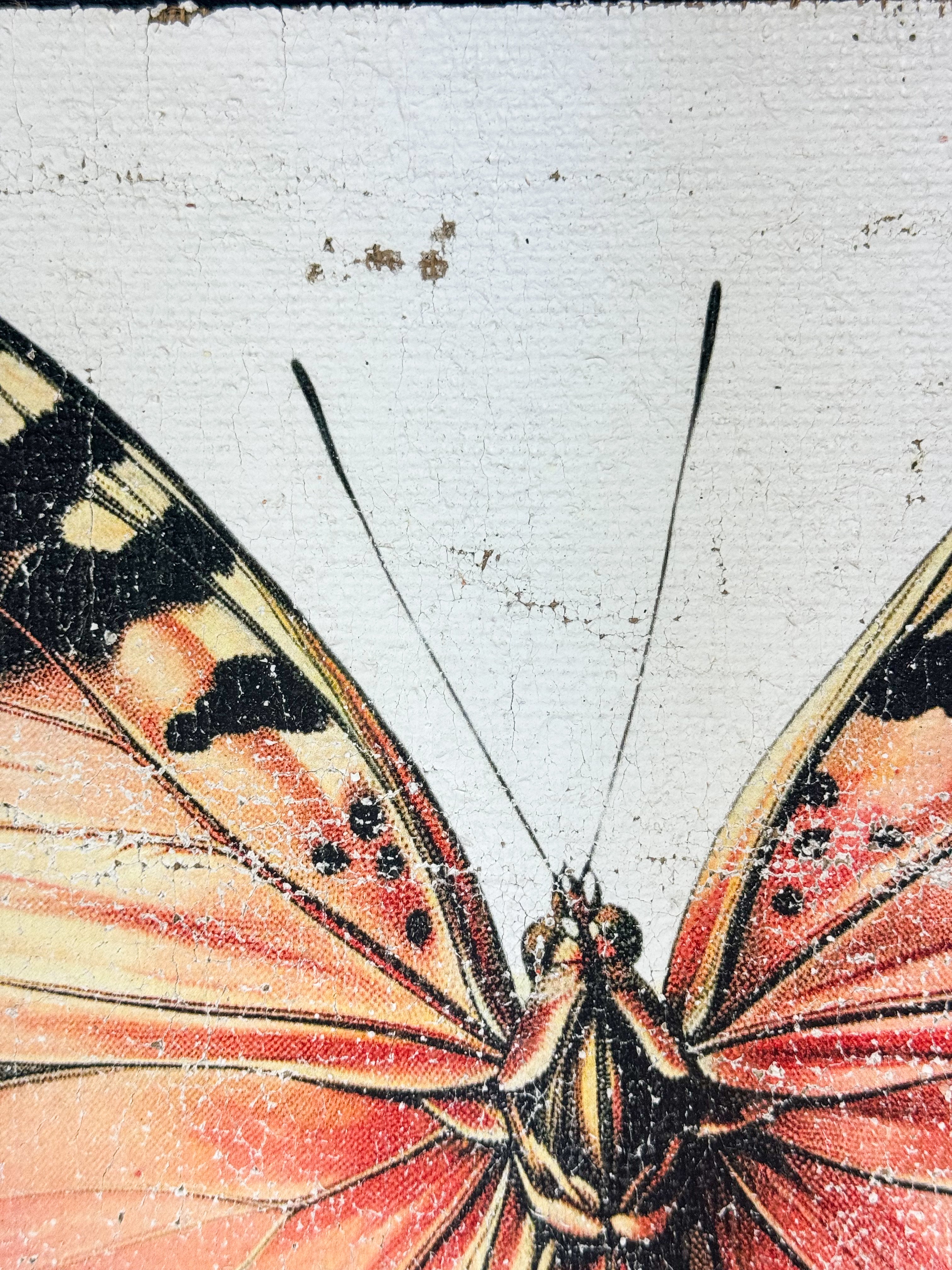 Malay Lacewing Butterfly