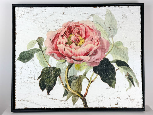 Pink Tree Peony