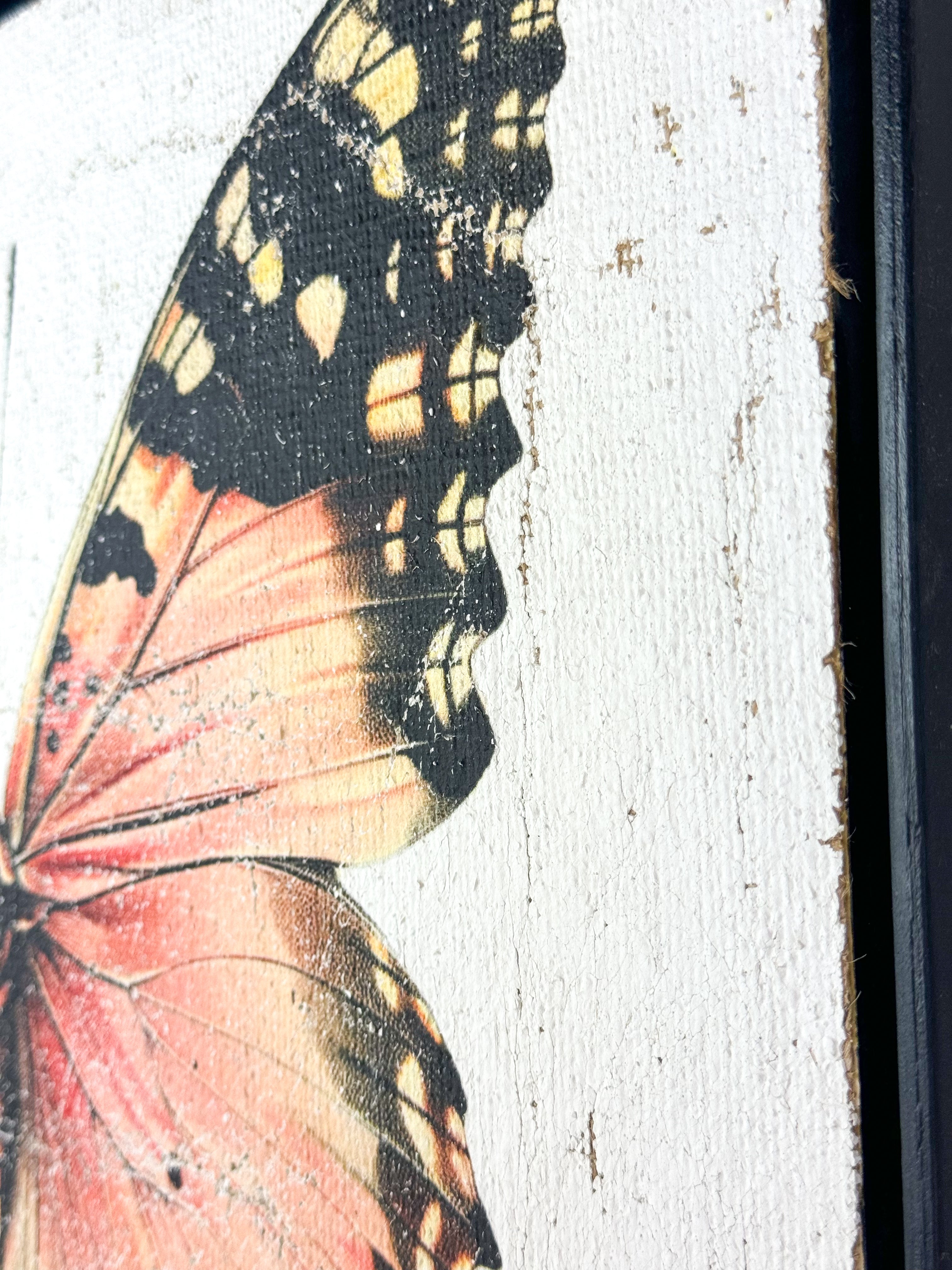 Malay Lacewing Butterfly