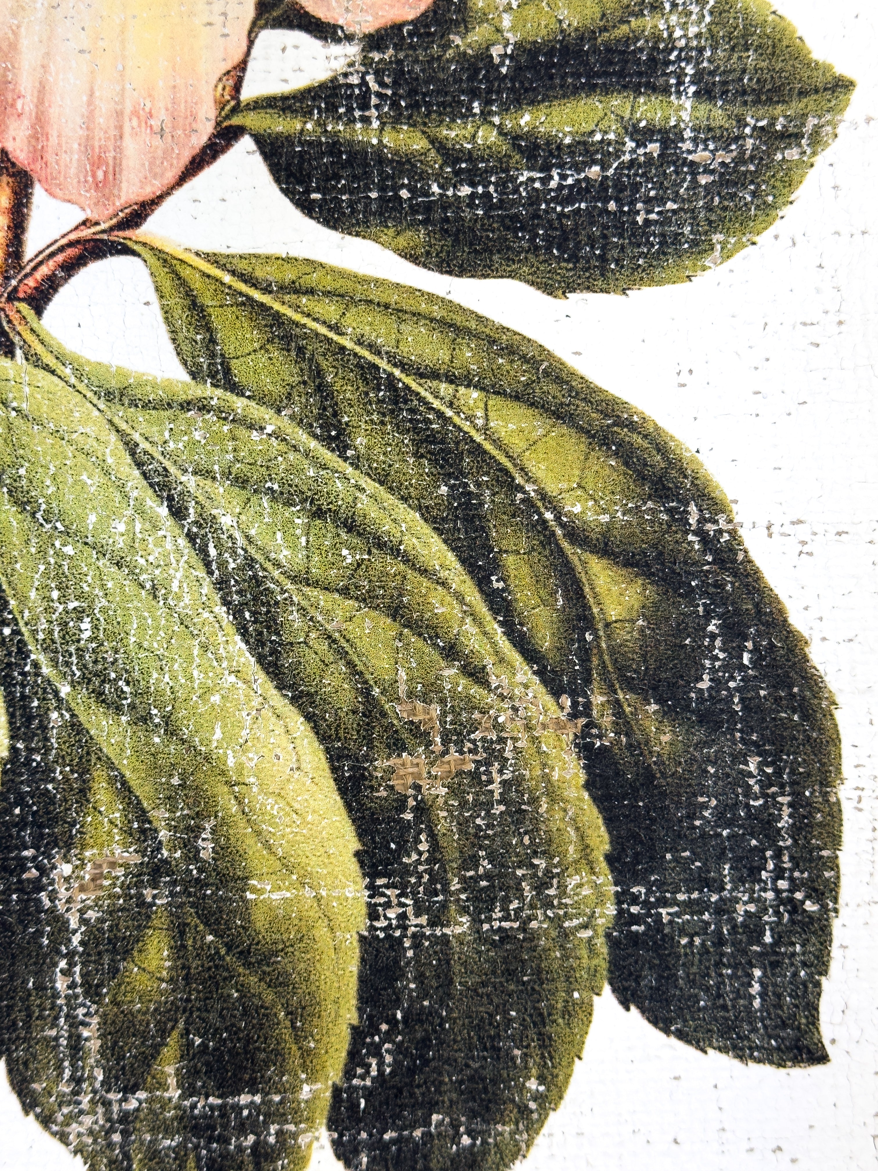 Pink and Cream Flowers - Winter's Jewel