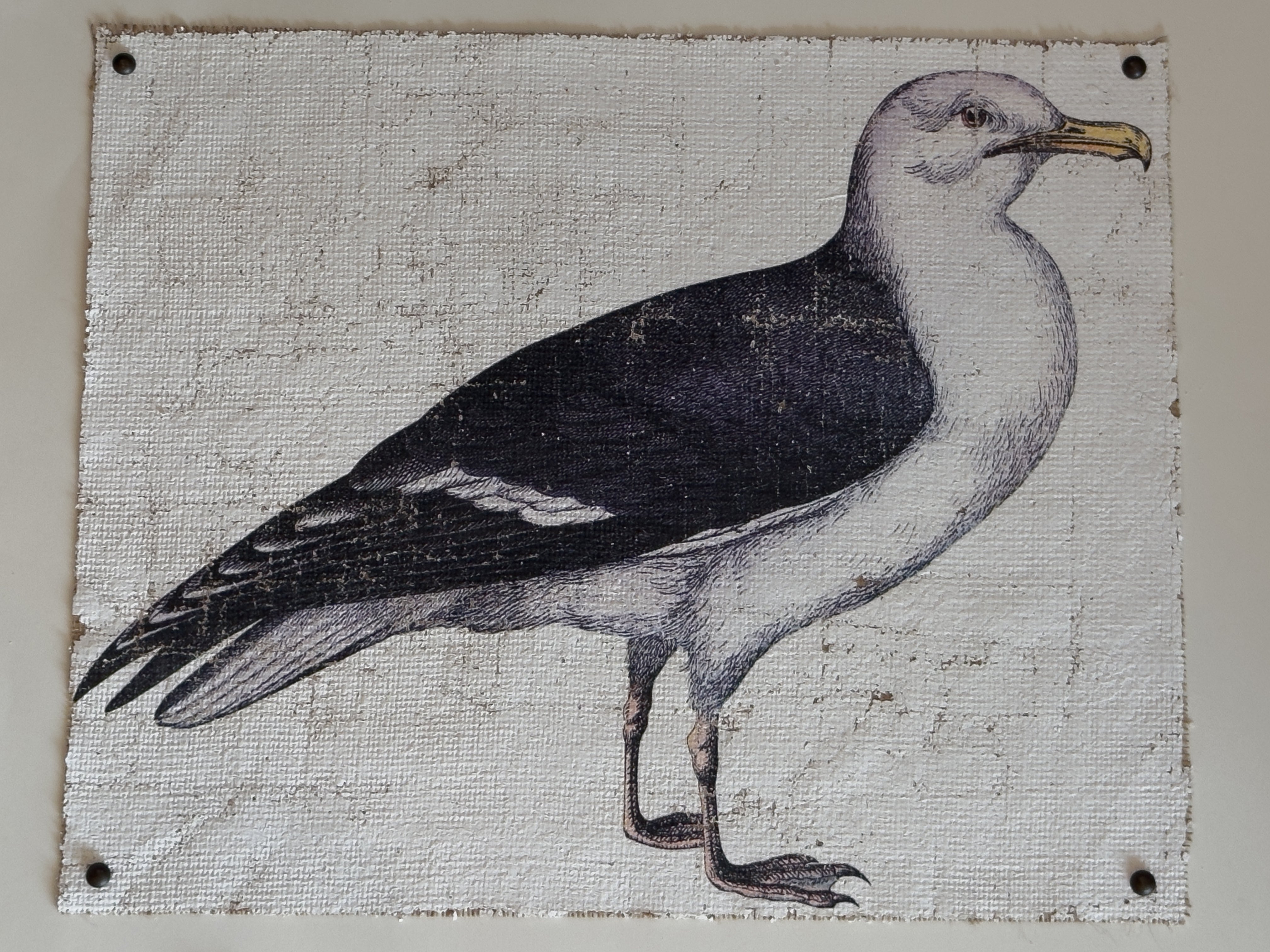 Sea Gull