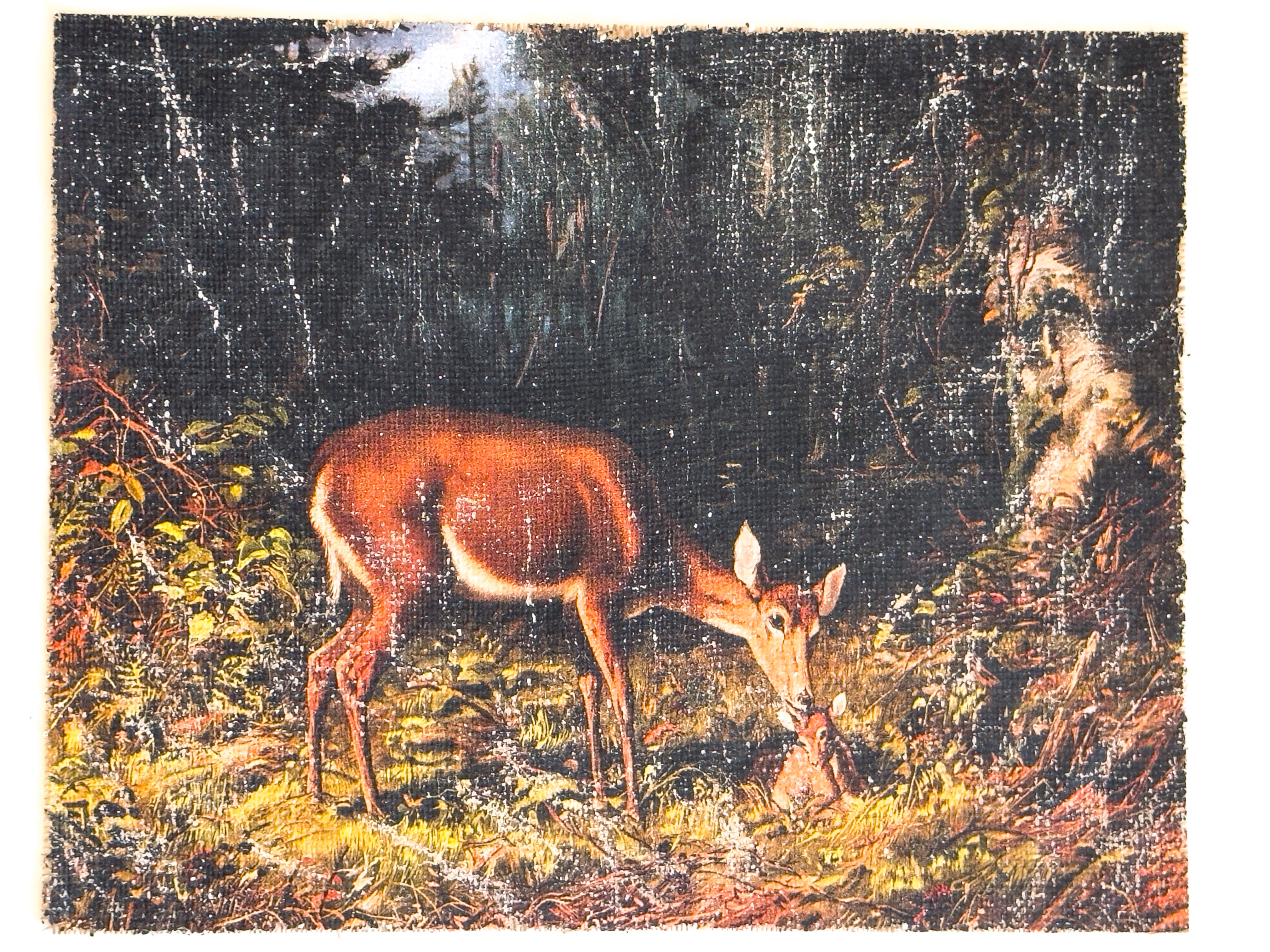Mother and Fawn in Forest