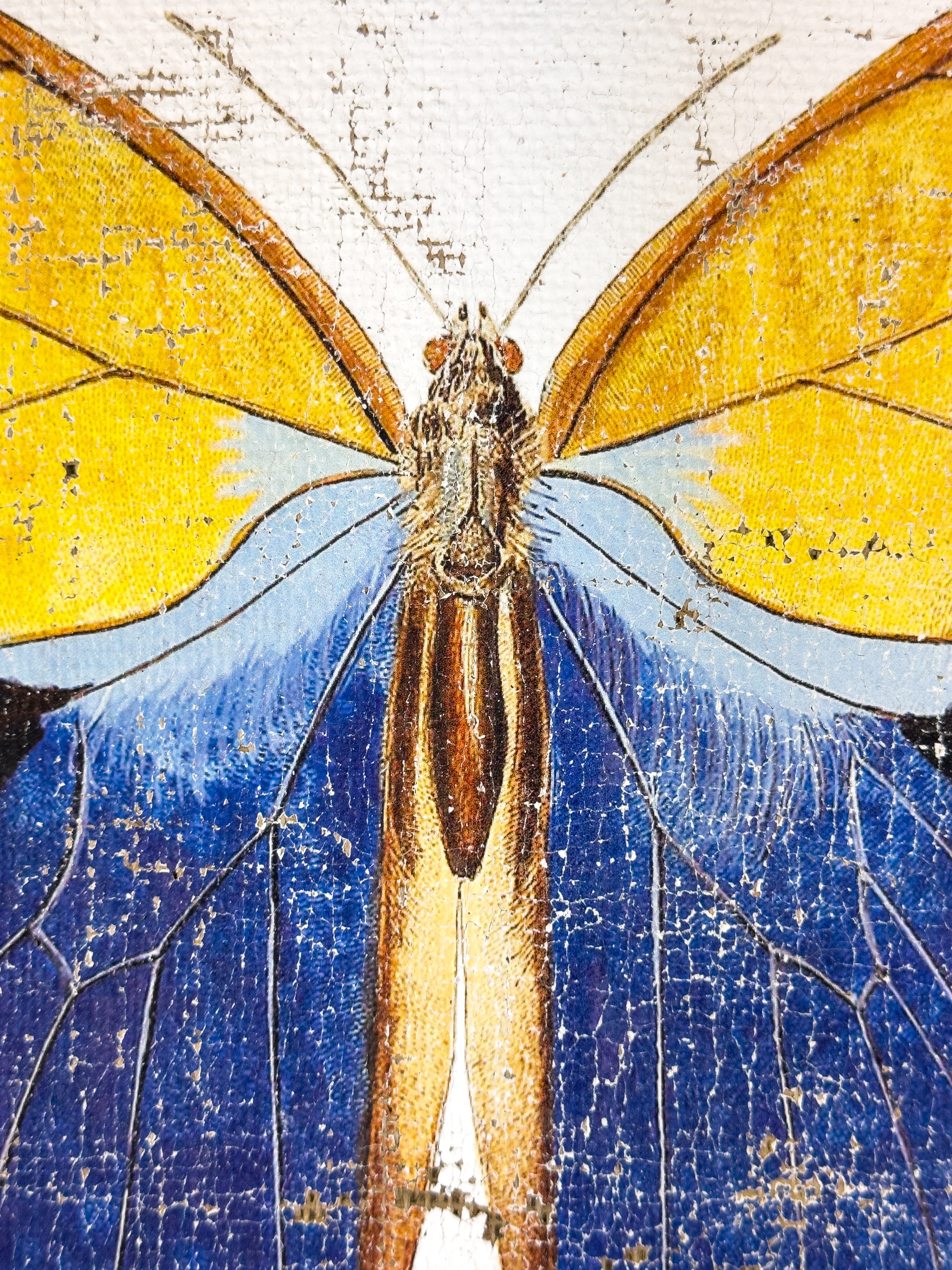 Blue brush-footed butterfly