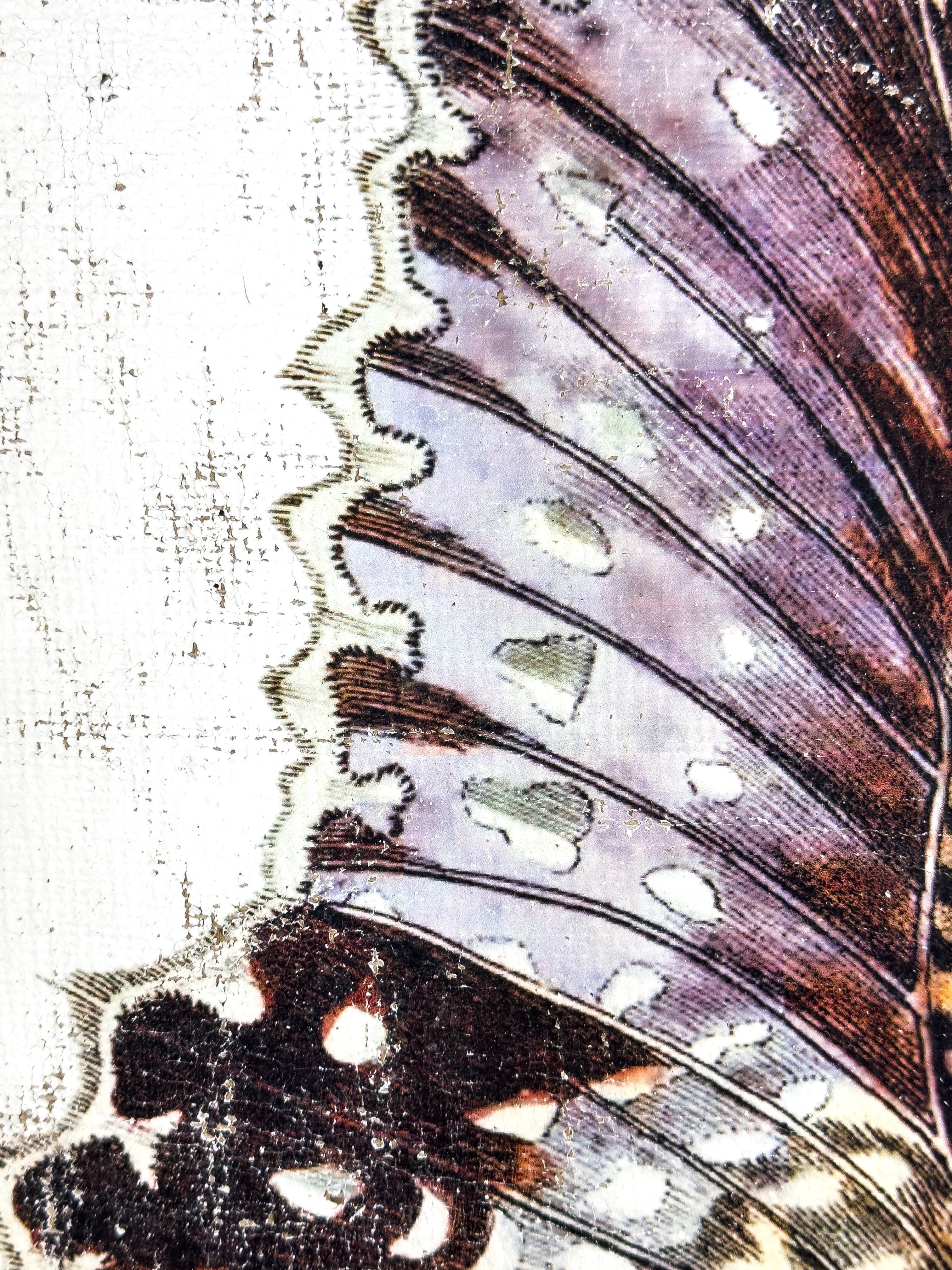 Purple White Witch Moth