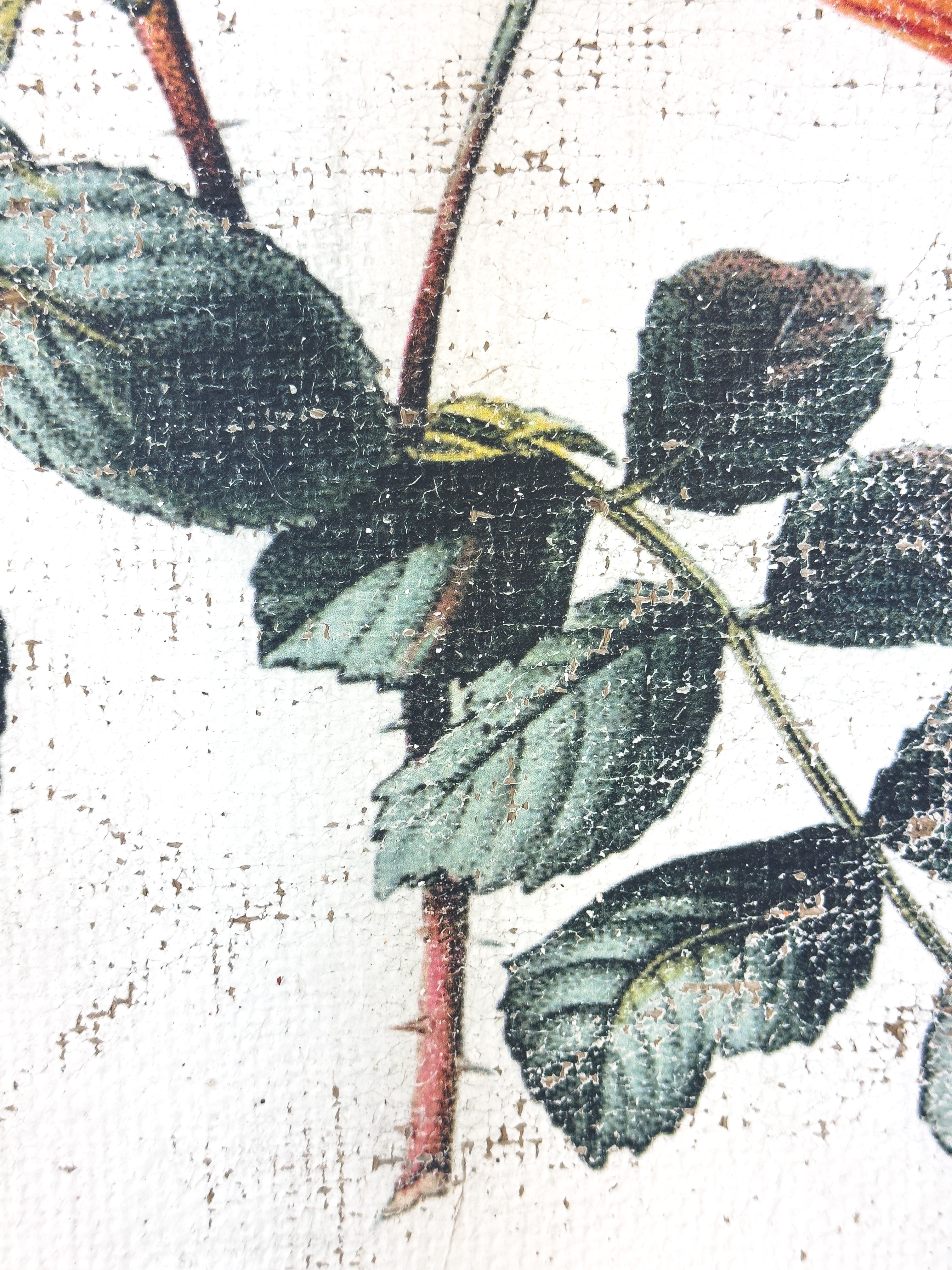 Red and Yellow Roses