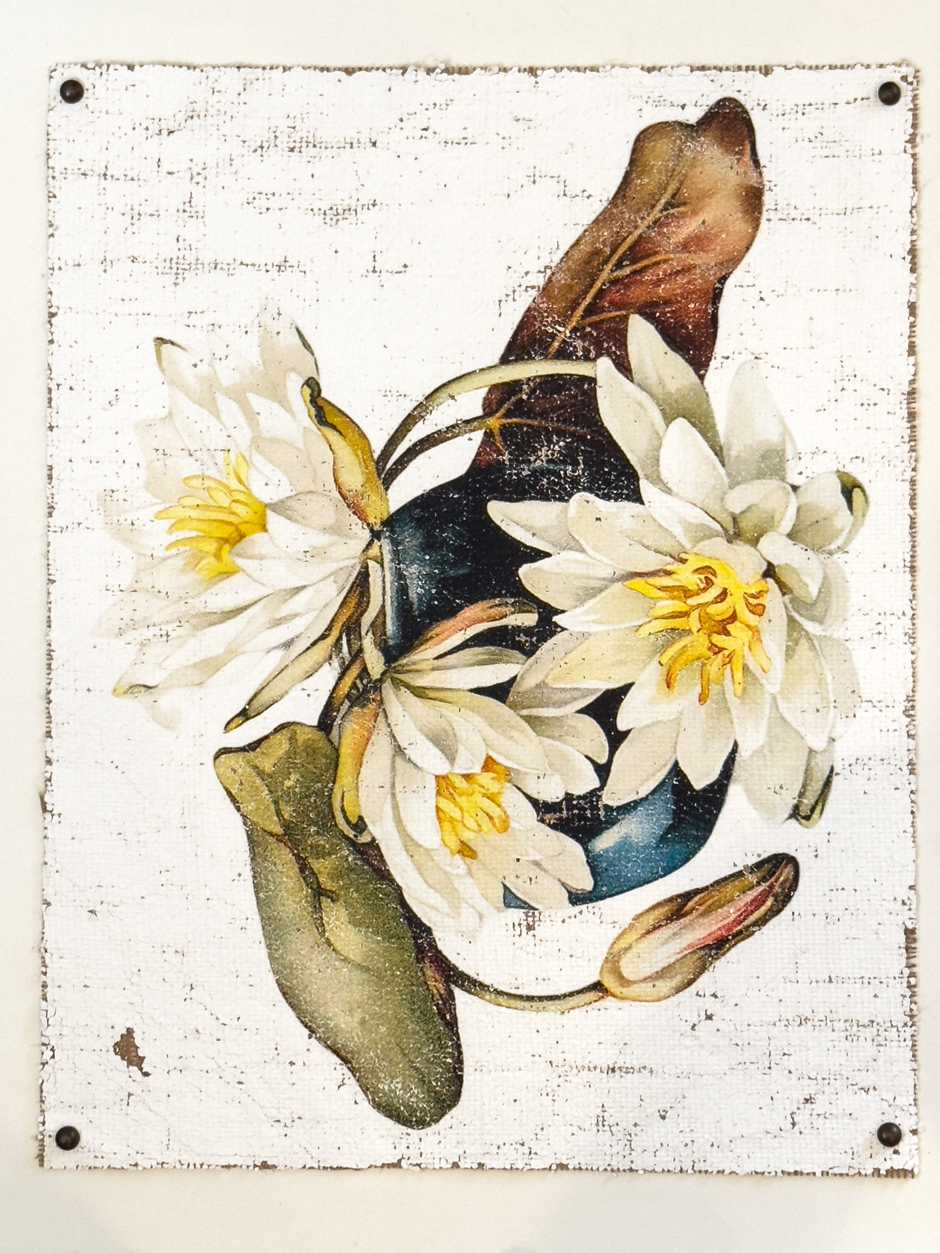 American White Water-Lily