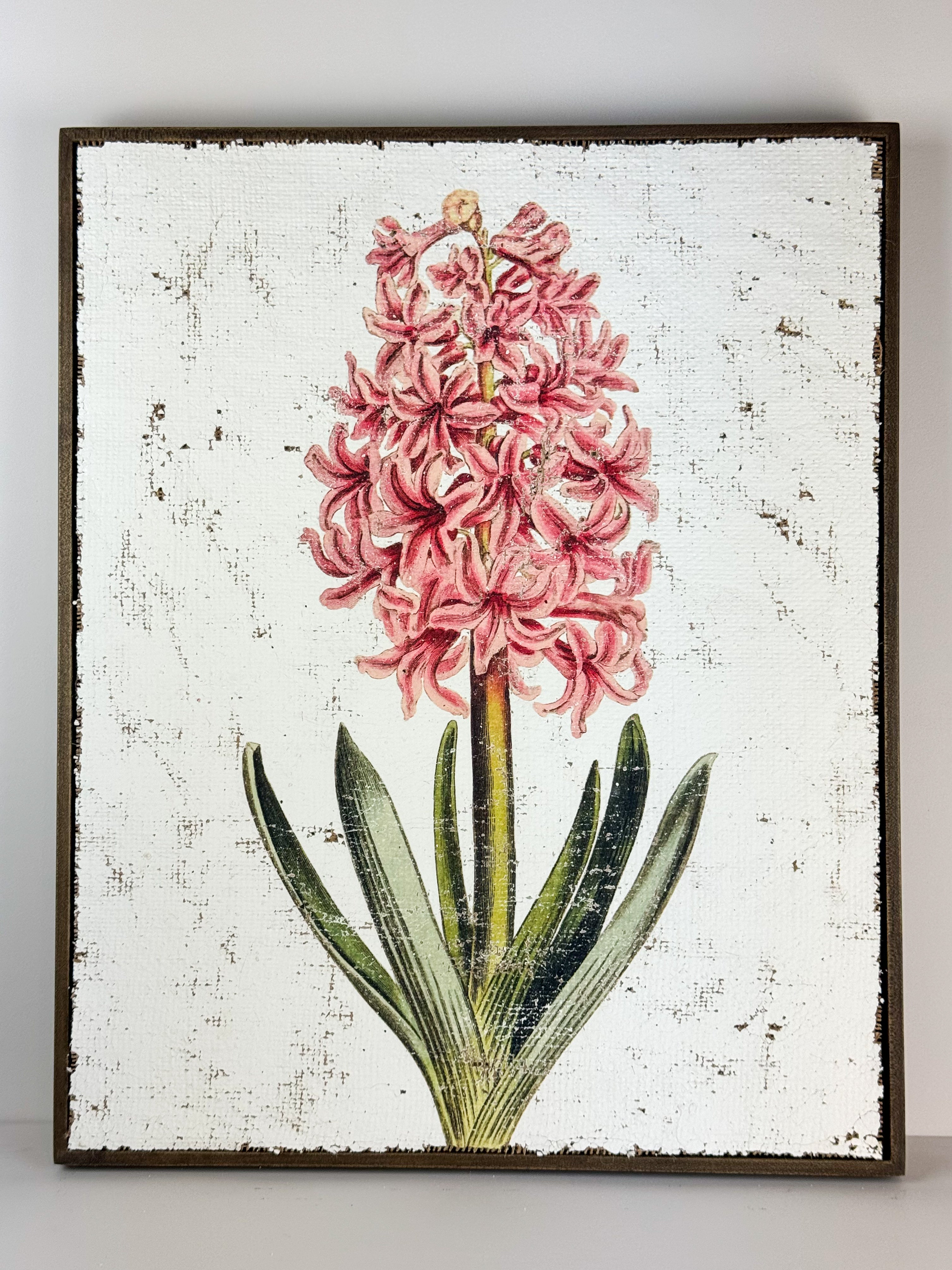 Pink Hyacinth