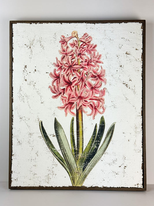 Pink Hyacinth