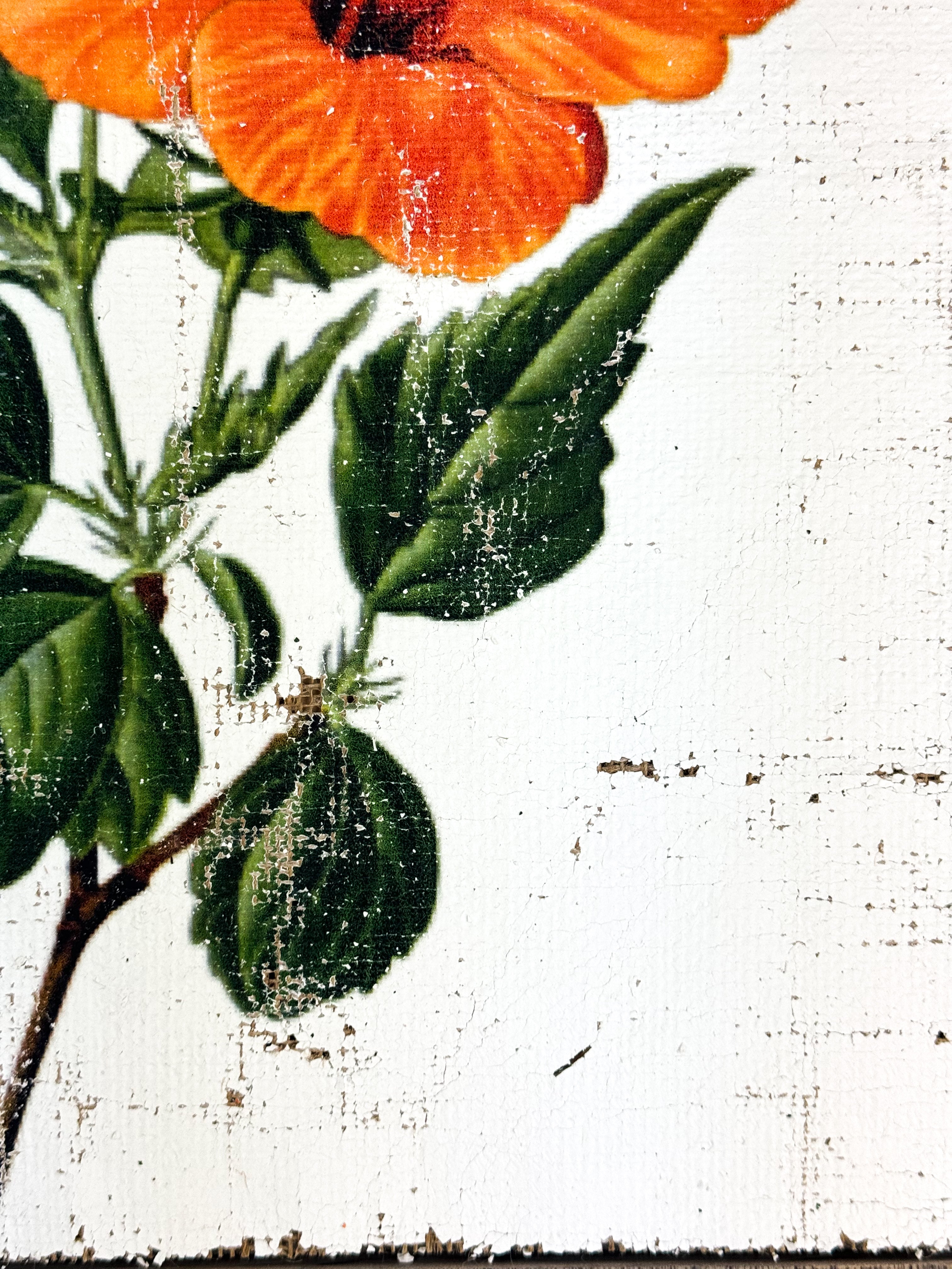 Orange Tropical Hibiscus