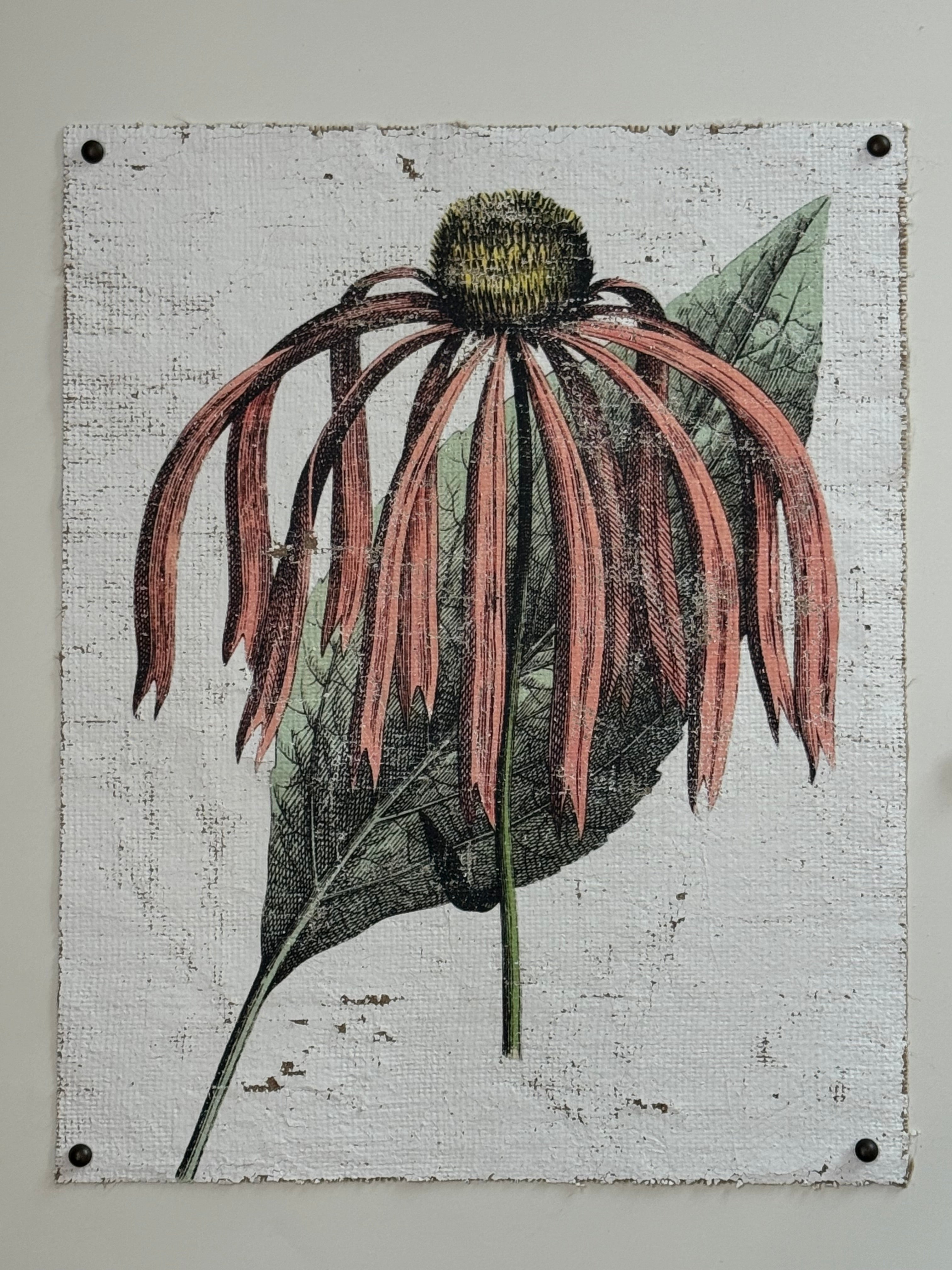 Pink Coneflower