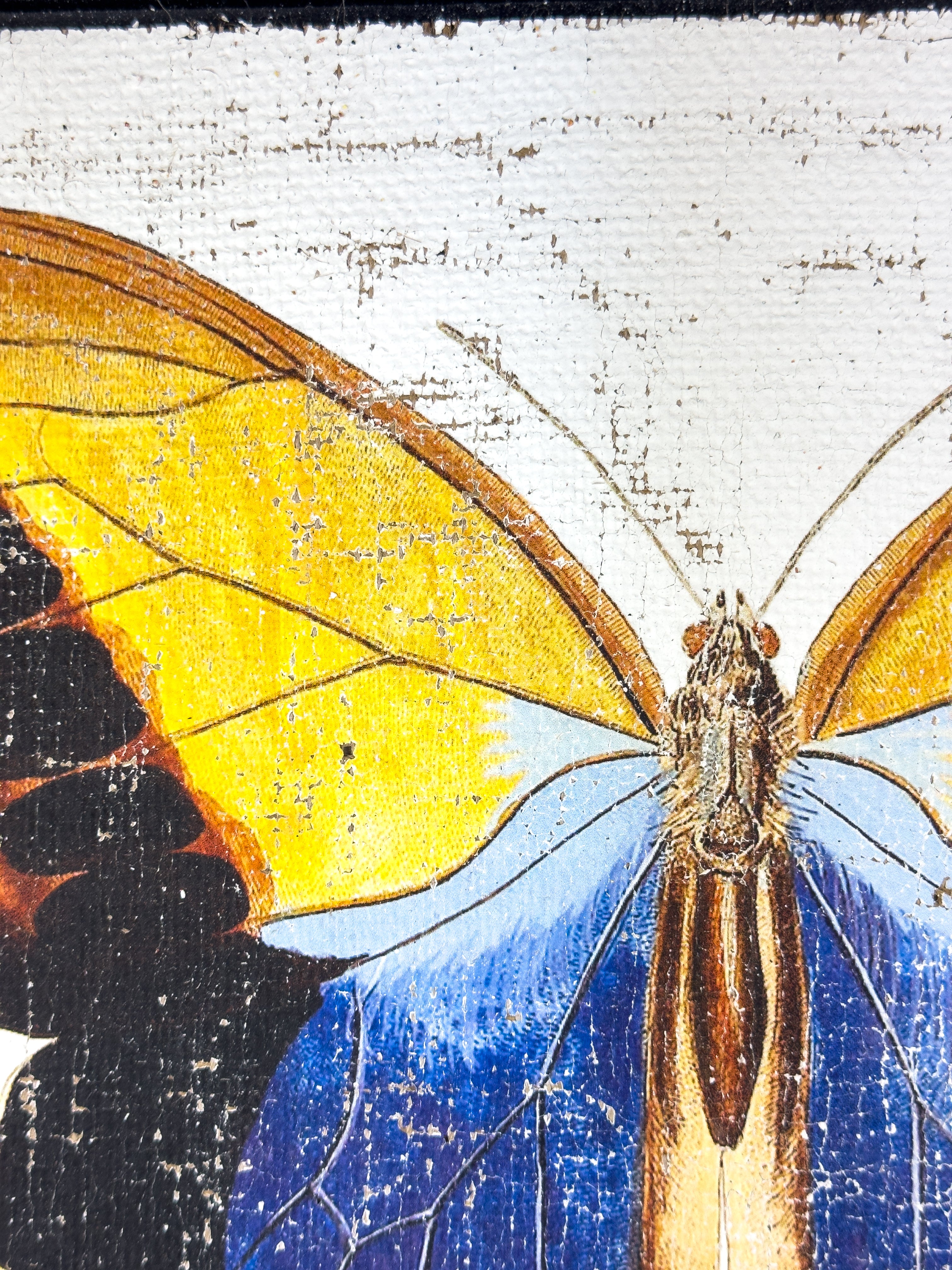 Blue brush-footed butterfly